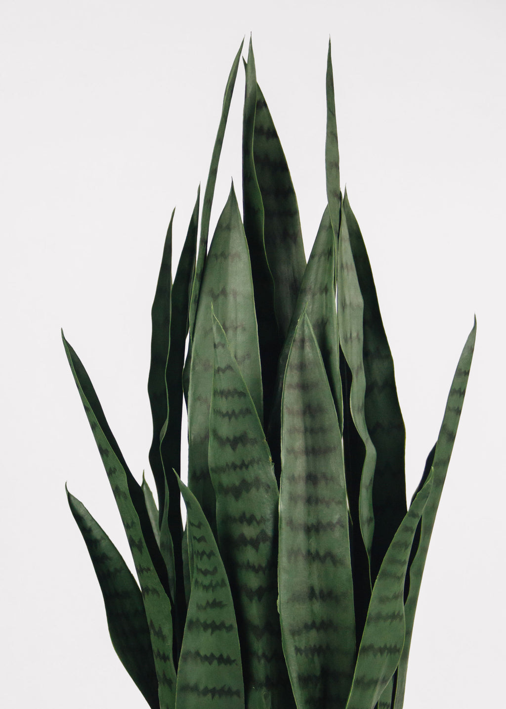fake plants for snake enclosure Snake Plant in Pot