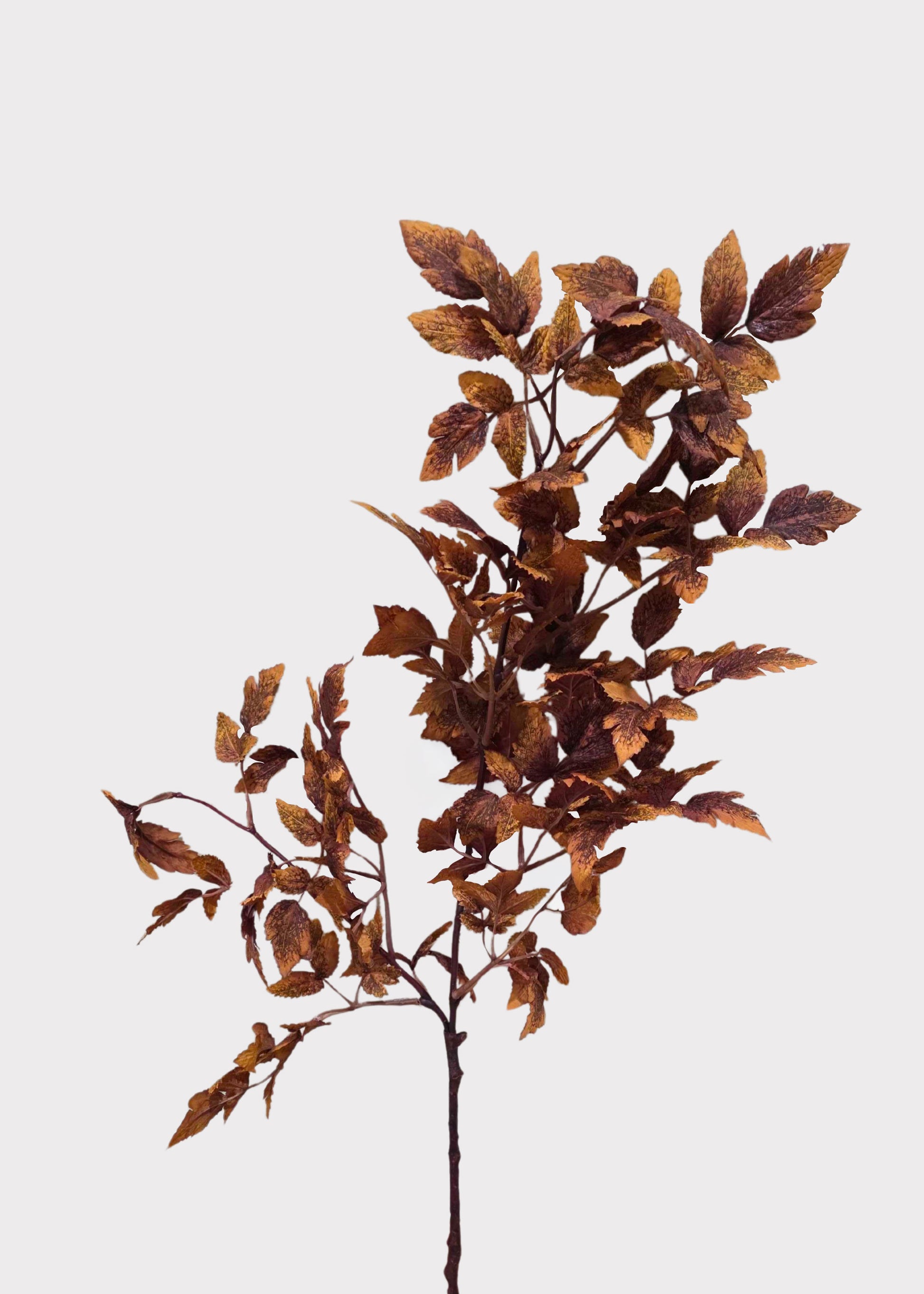 Fake Cimicifuga Ramosa Leaves in Rust Brown