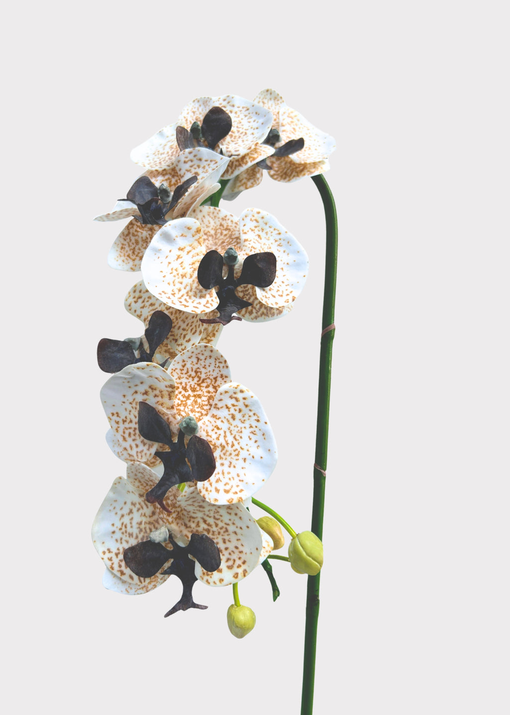 Cream and Brown Artificial Phalaenopsis 