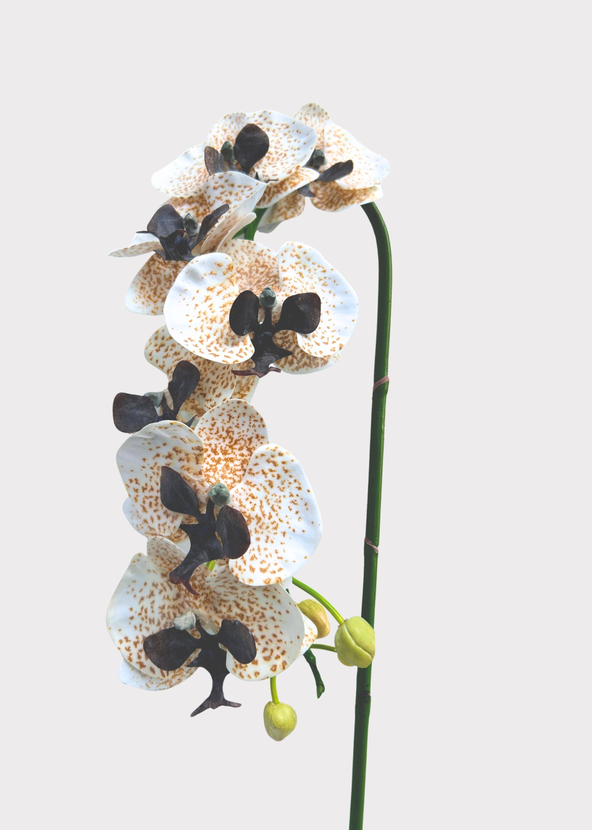 Cream and Brown Artificial Phalaenopsis 