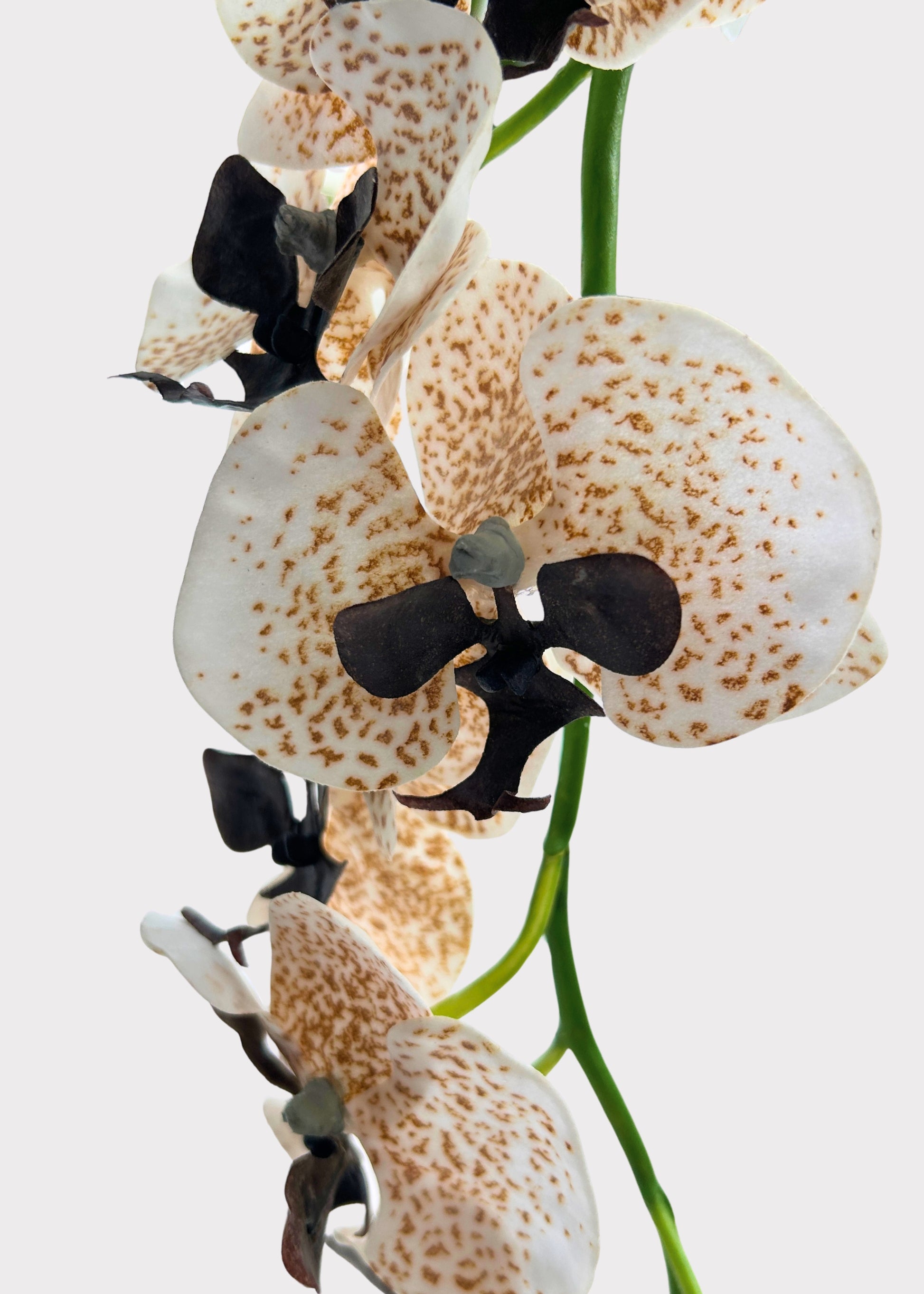 Close-up of a Cream and Brown Artificial Phalaenopsis Orchid

