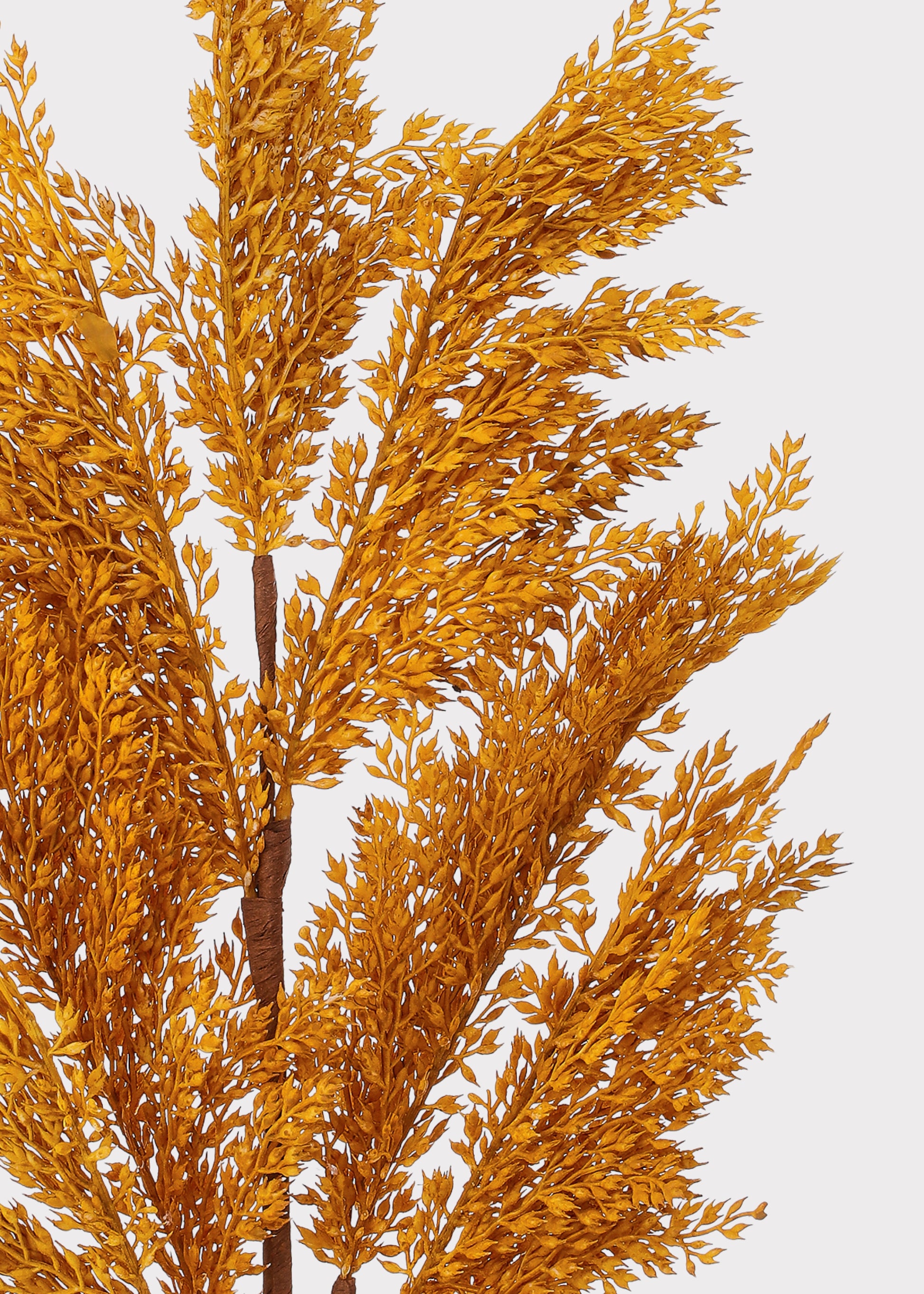 Close-up of Autumn Broom Corn Grass 