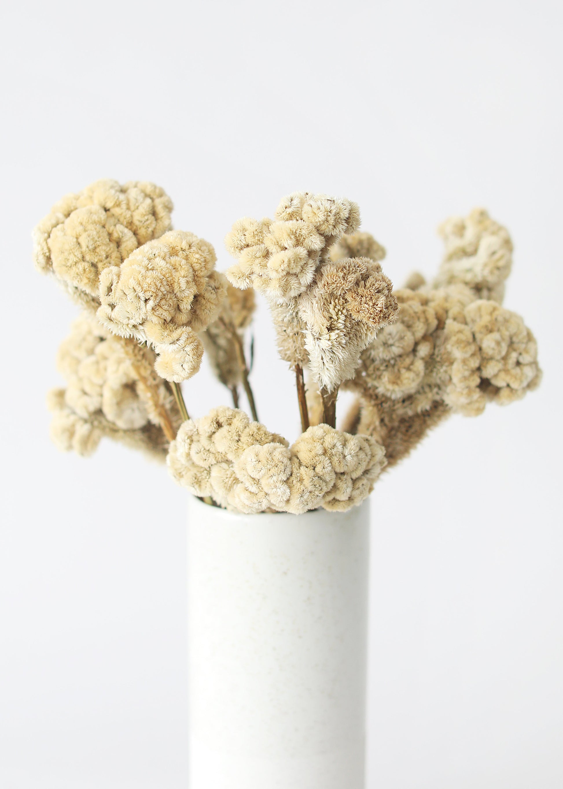 Natural Celosia Styled in Vase