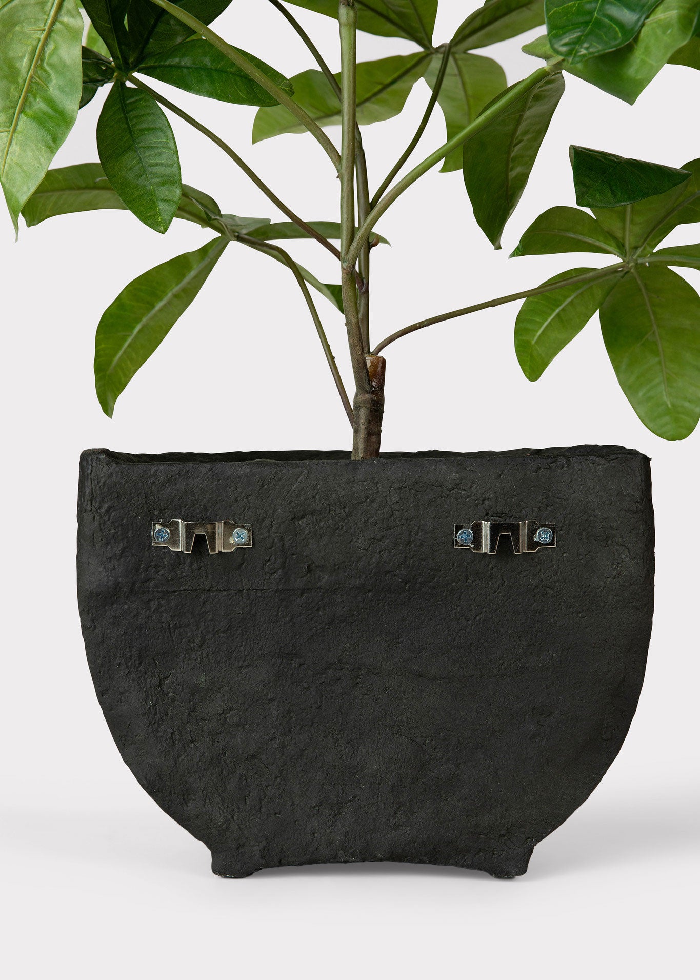 Hanging Potted Money Tree