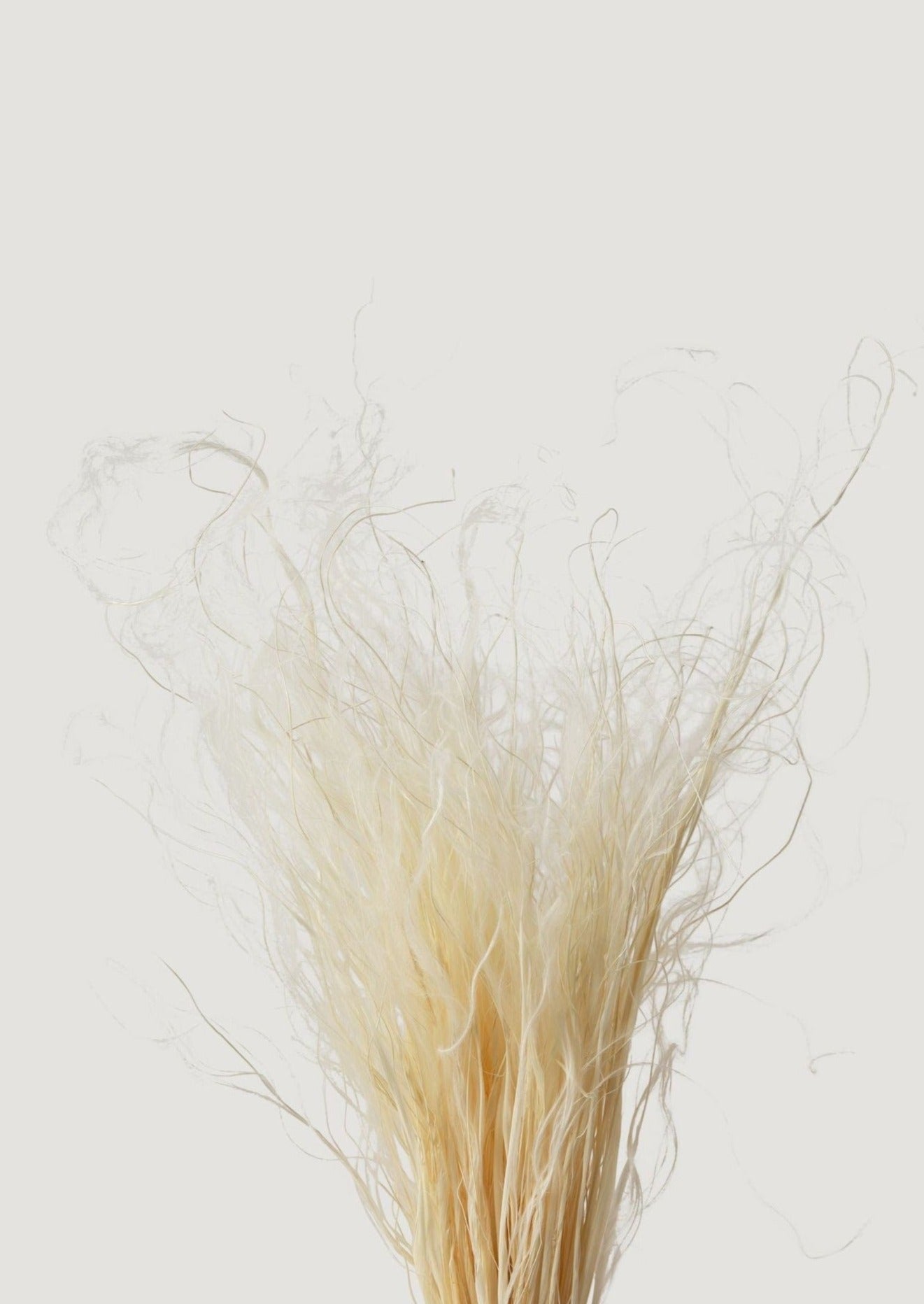 Dried Feather Grass in Cream