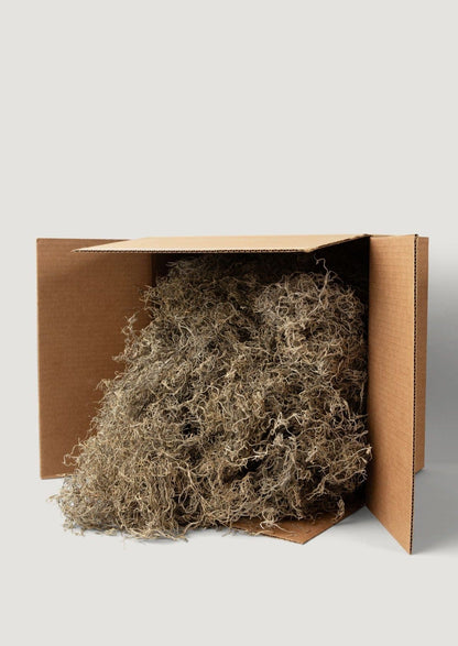 Natural Dried Spanish Moss in Box Package at Afloral