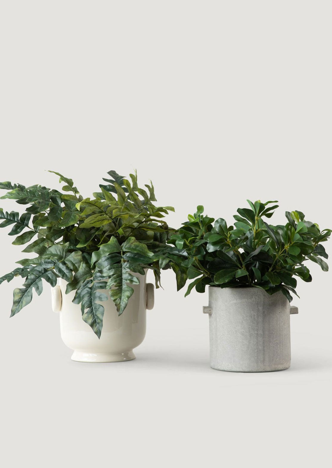 Faux Royal Fern Plant in Cream Cache Pot Next to Wax Privet Plant