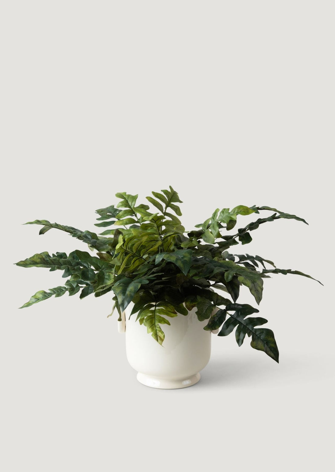 Faux Royal Fern Plant Styled in Cream Cache Pot