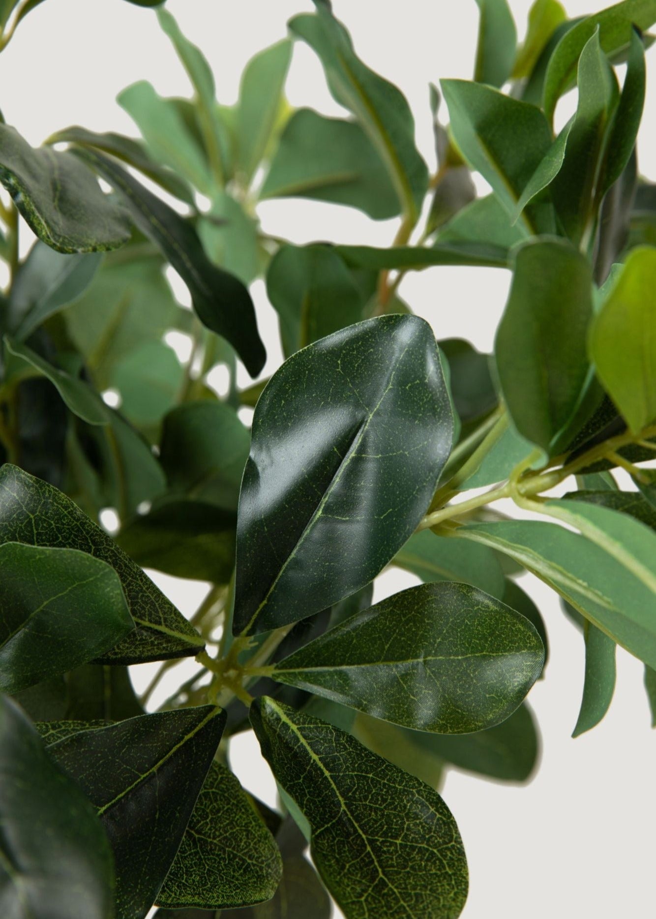Artificial Privet Leaves in Closeup View