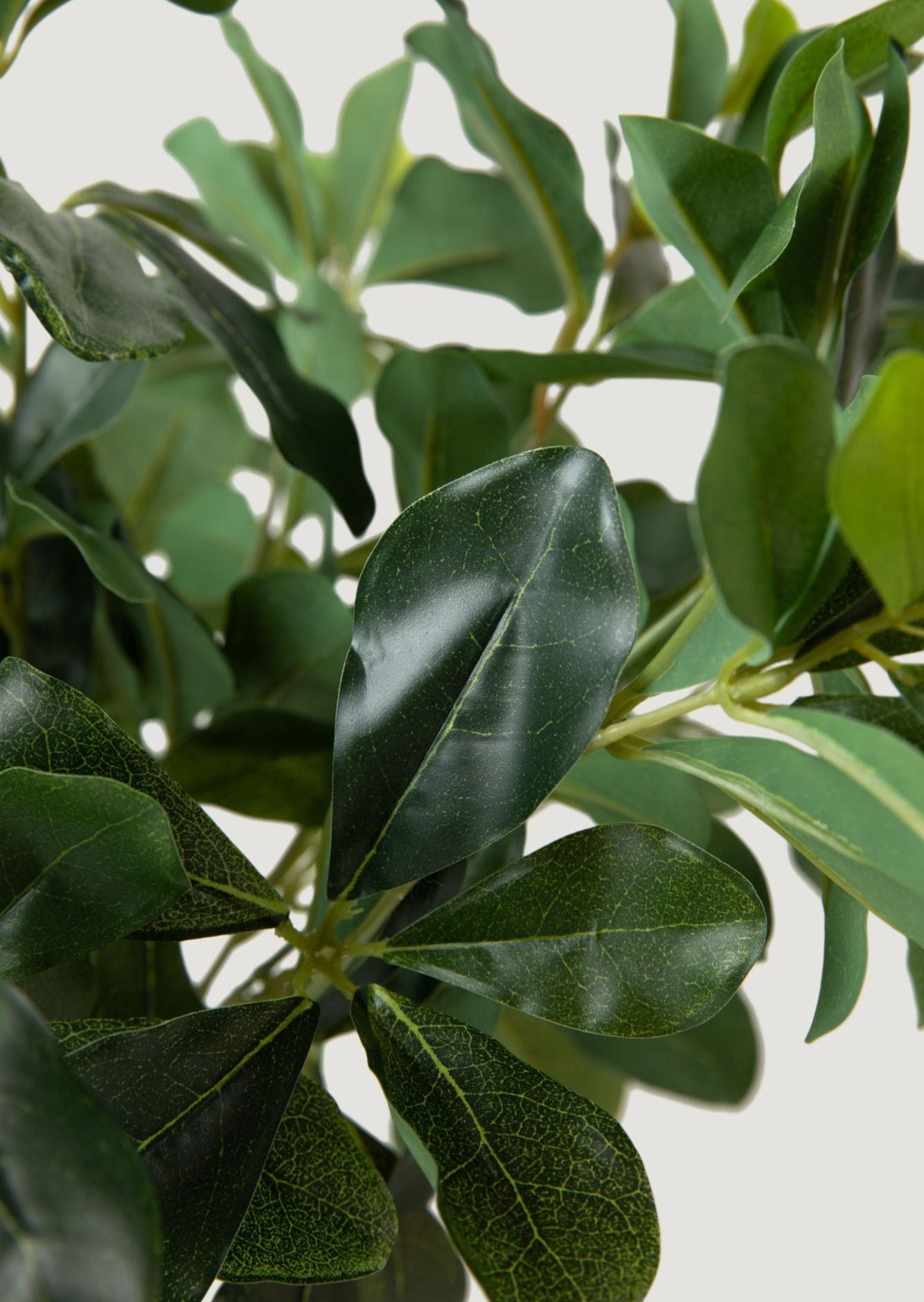 Artificial Privet Leaves in Closeup View