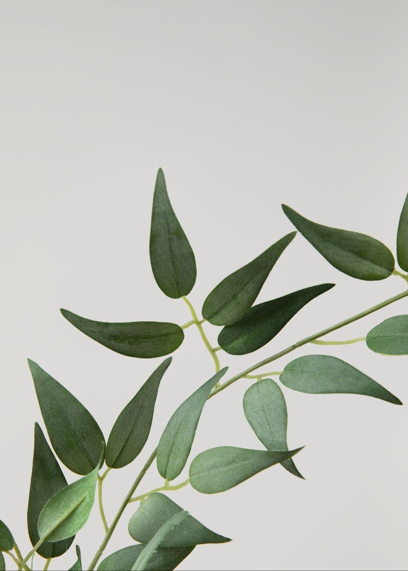 Close Up of Artificial Italian Ruscus Leaves