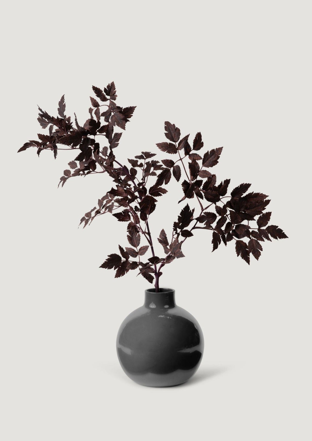 Round Glossy Vase with Cimicifuga Stem