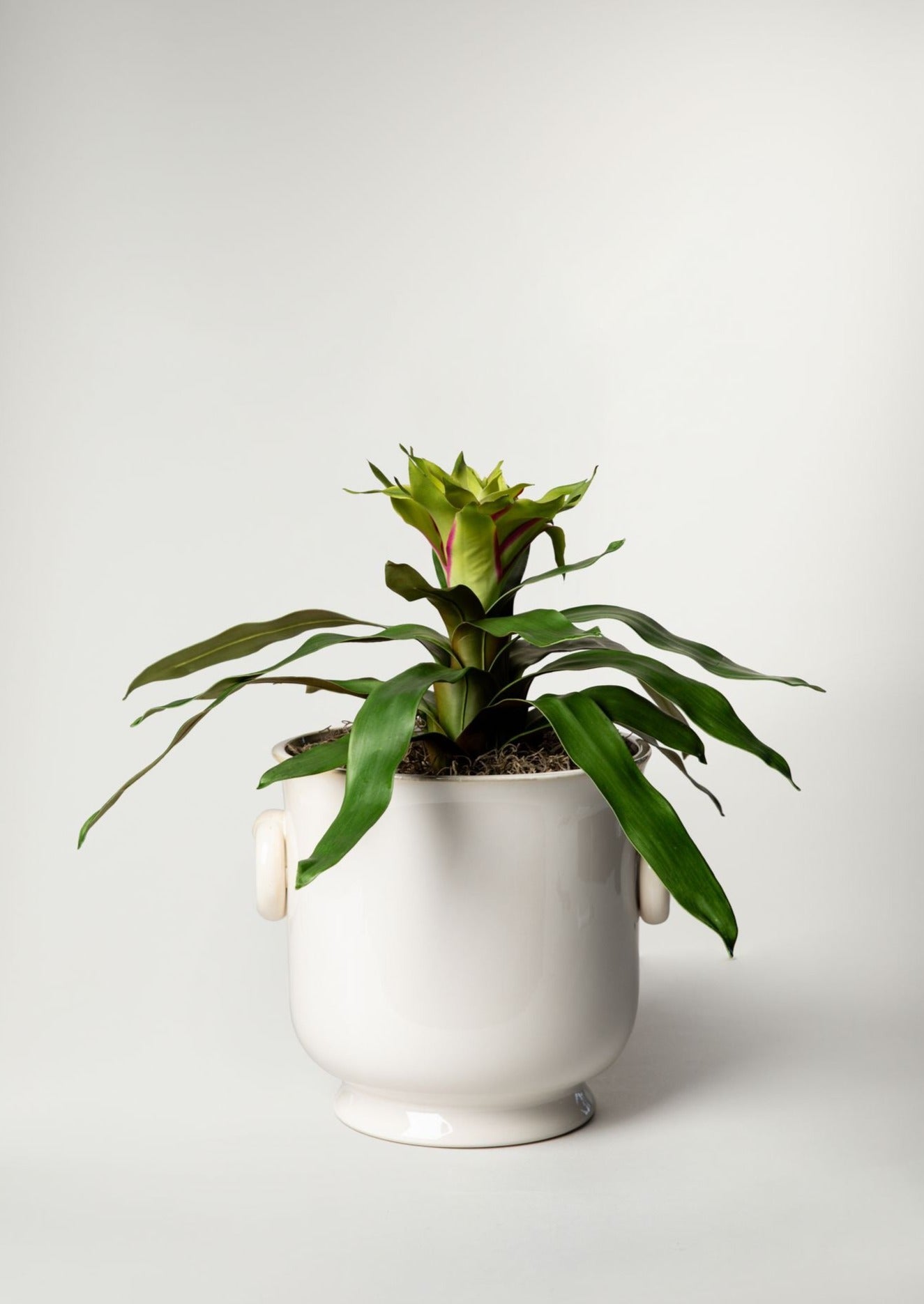 Faux Bromeliad Plant in Cache Pot