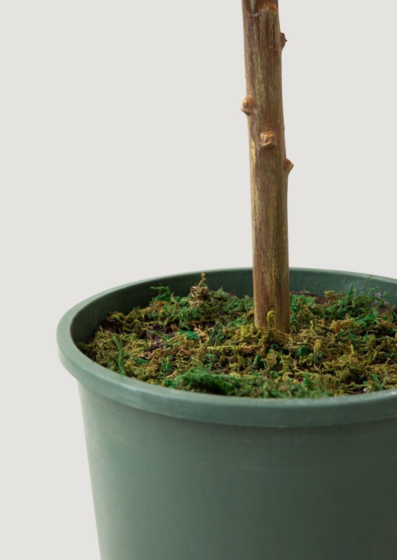 Fake Poinsettia Plant in Pot with Moss