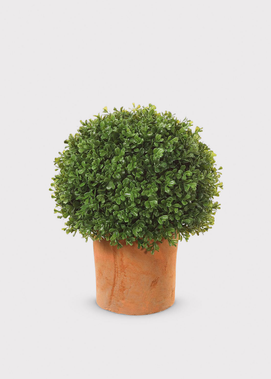  Boxwood Topiary in Clay Pot 