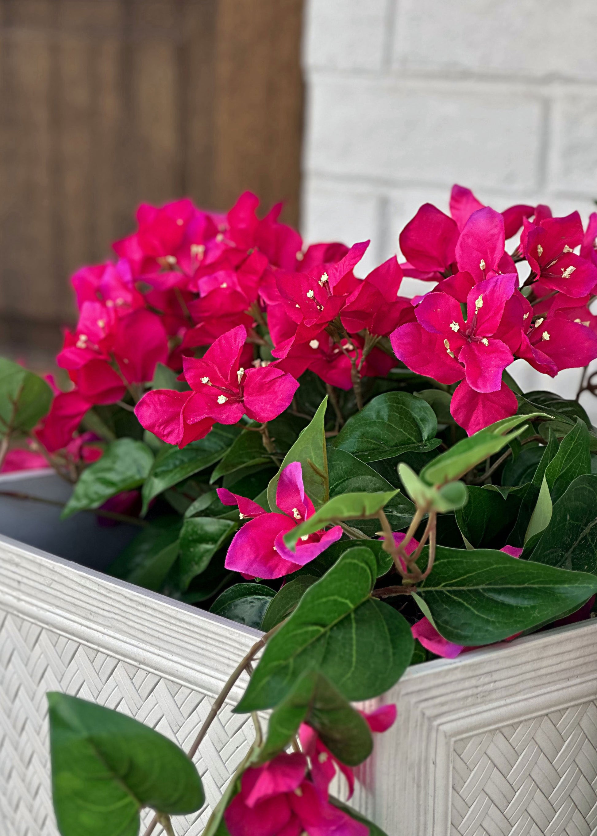 Pink Bougainvillea Outdoor Bush