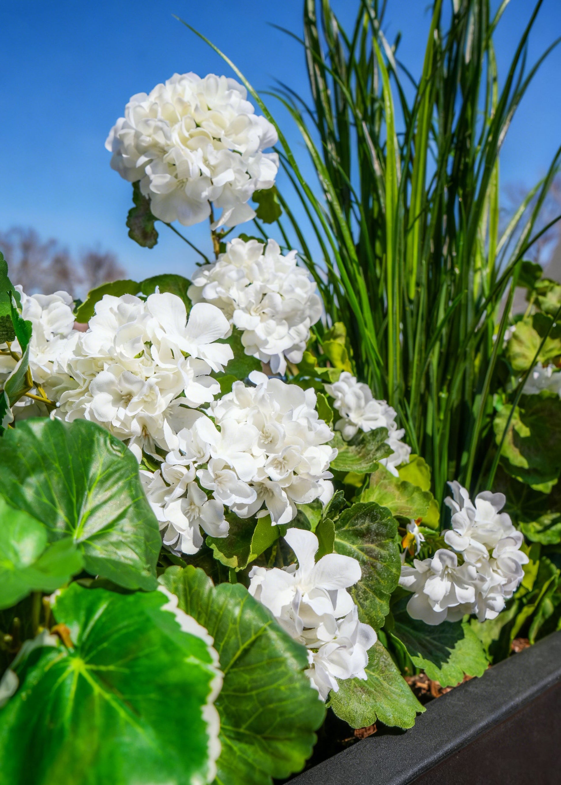 Artificial Geraniums