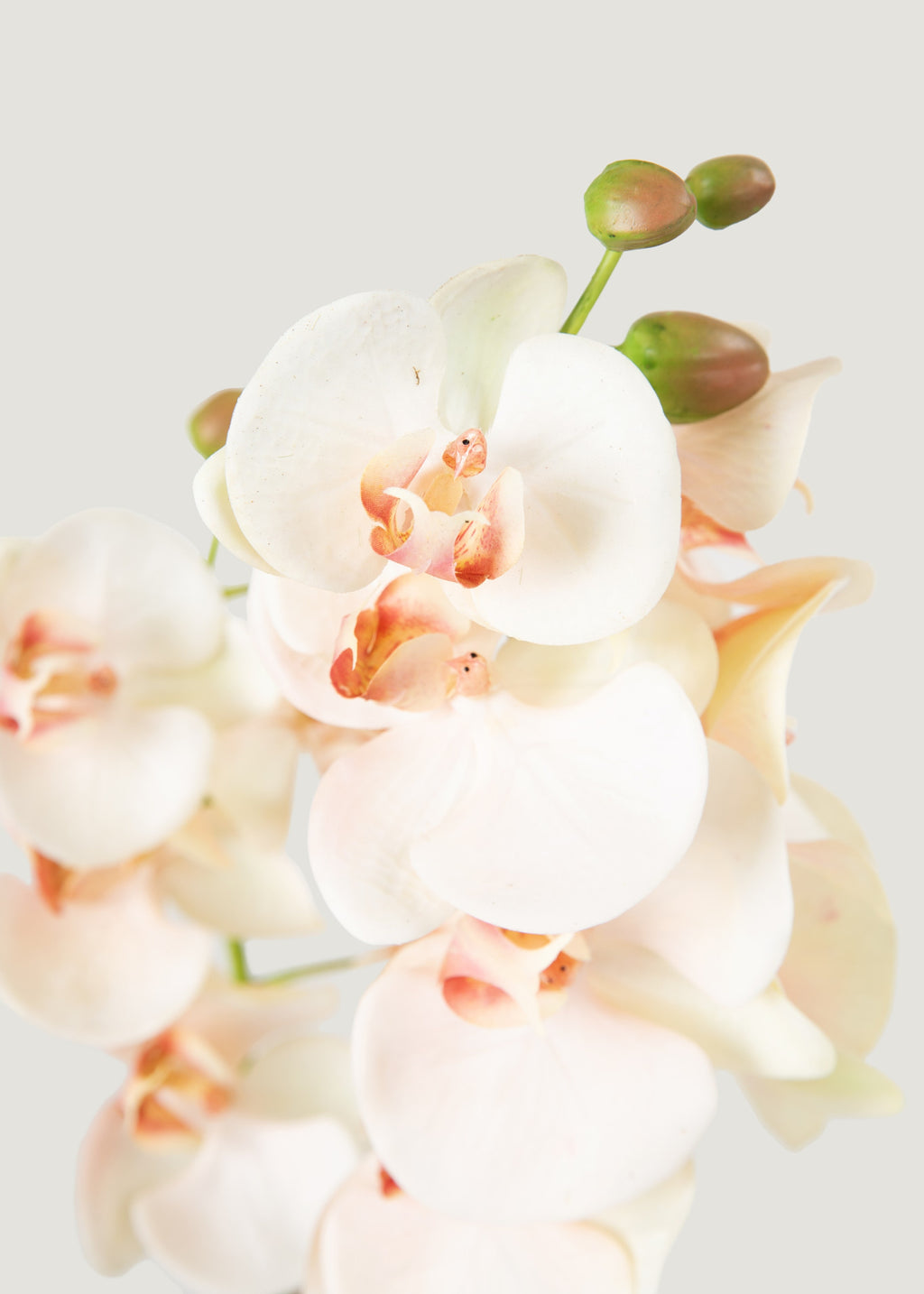 Faux Blush Orchids