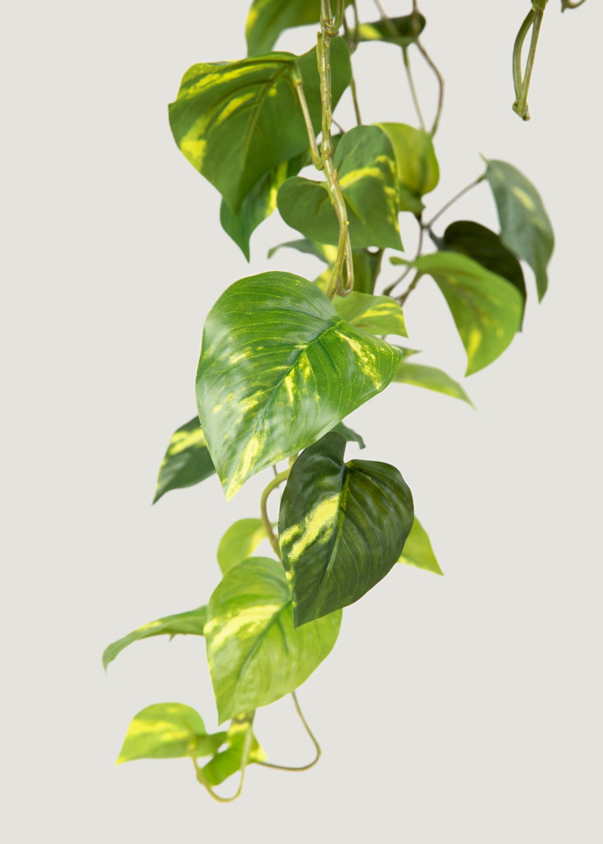 buy pothos plants Deluxe Real Touch Pothos Fake Hanging Plant