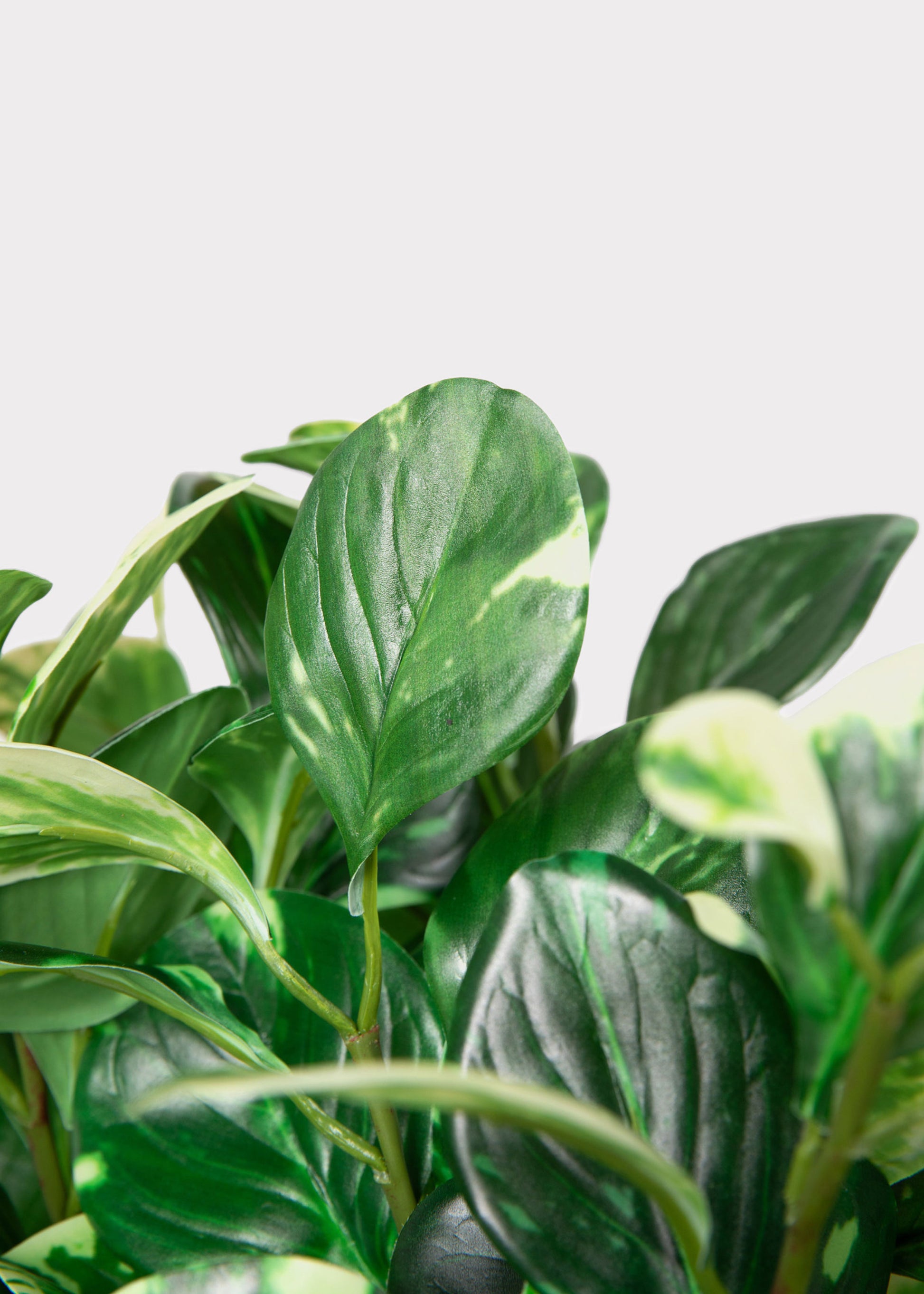 Close-up of a green variegated Peperomia houseplant with glossy, oval-shaped leaves, photographed against a plain light gray background.