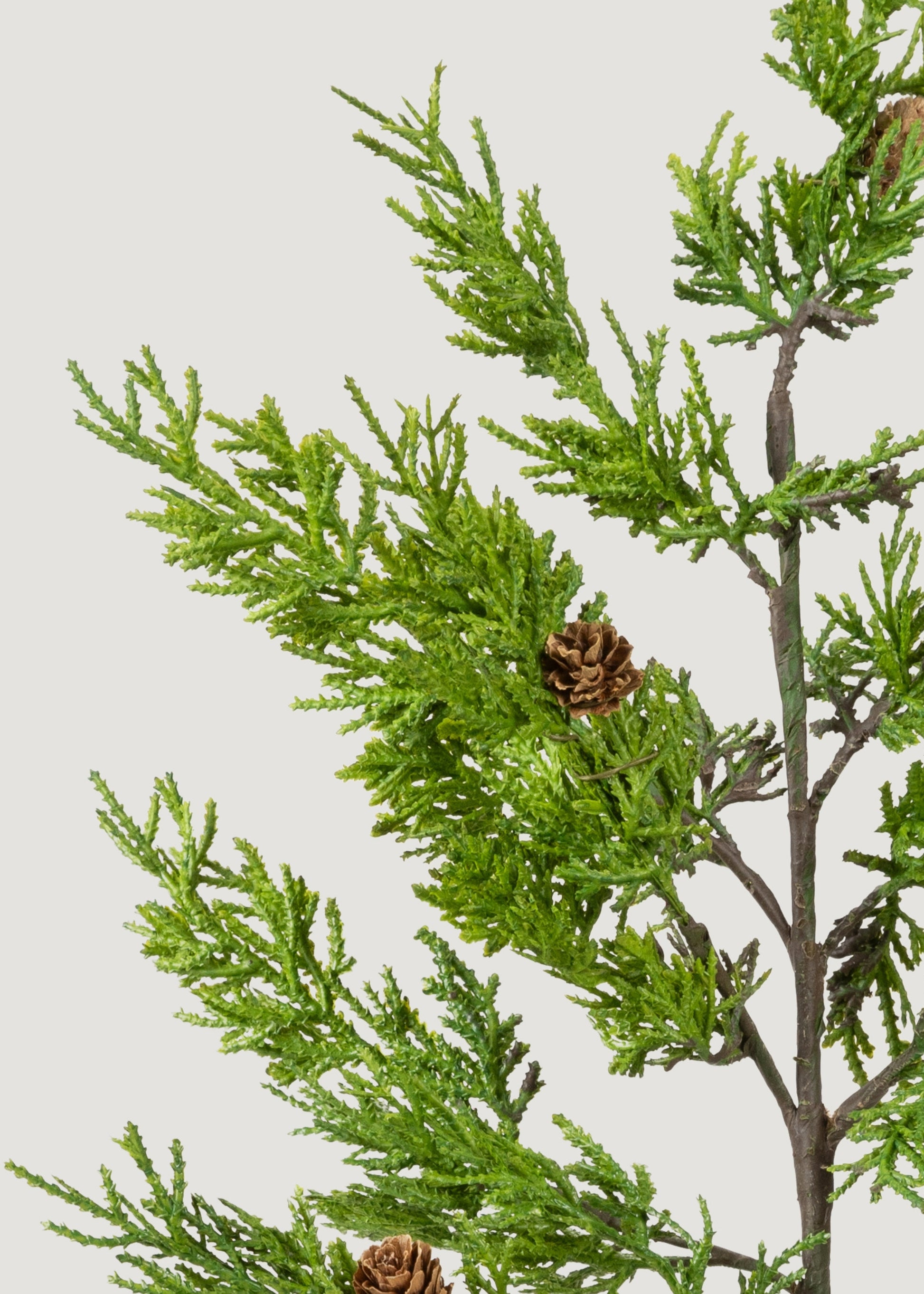 Close-up of Fake Juniper