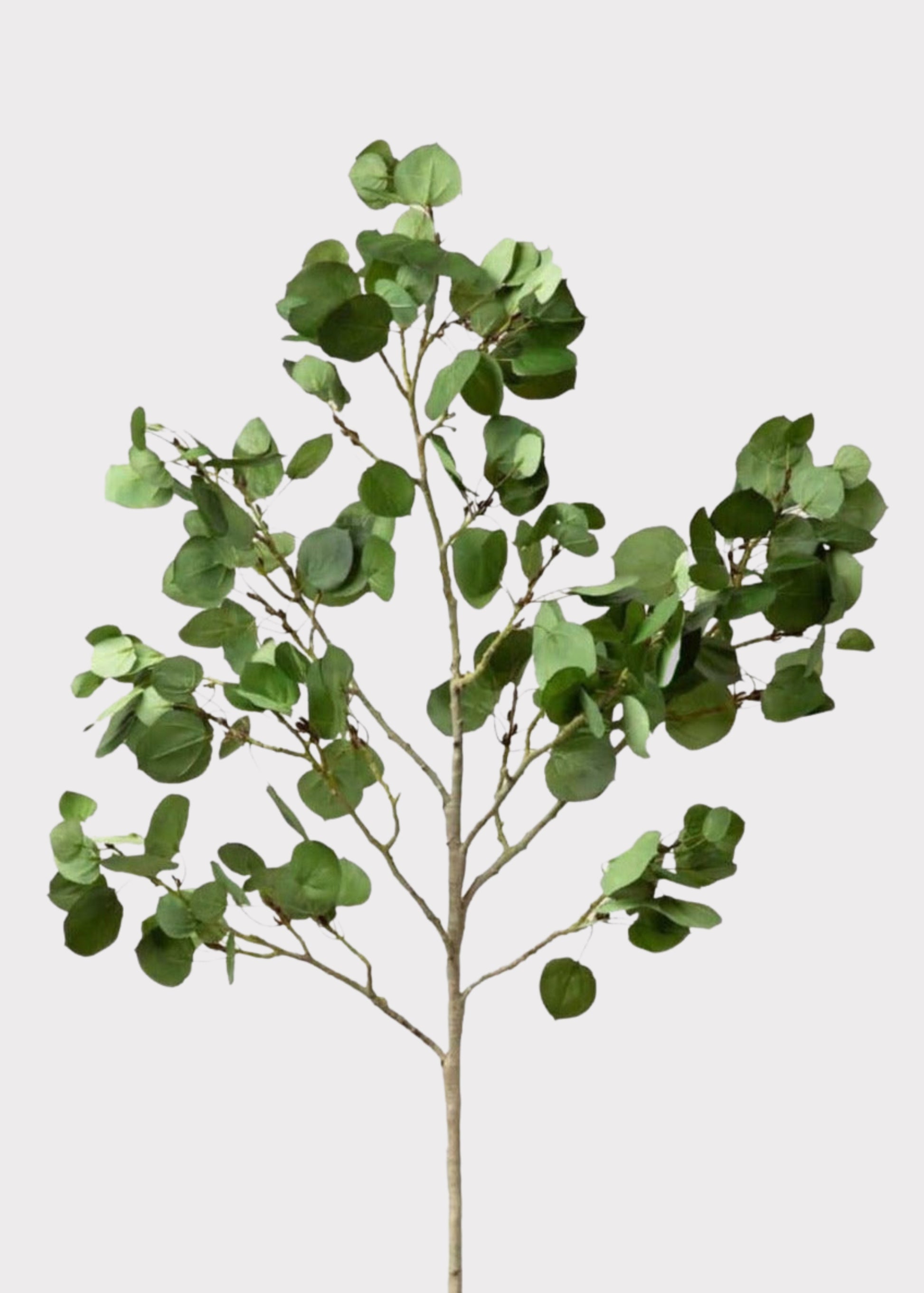 aspen branch