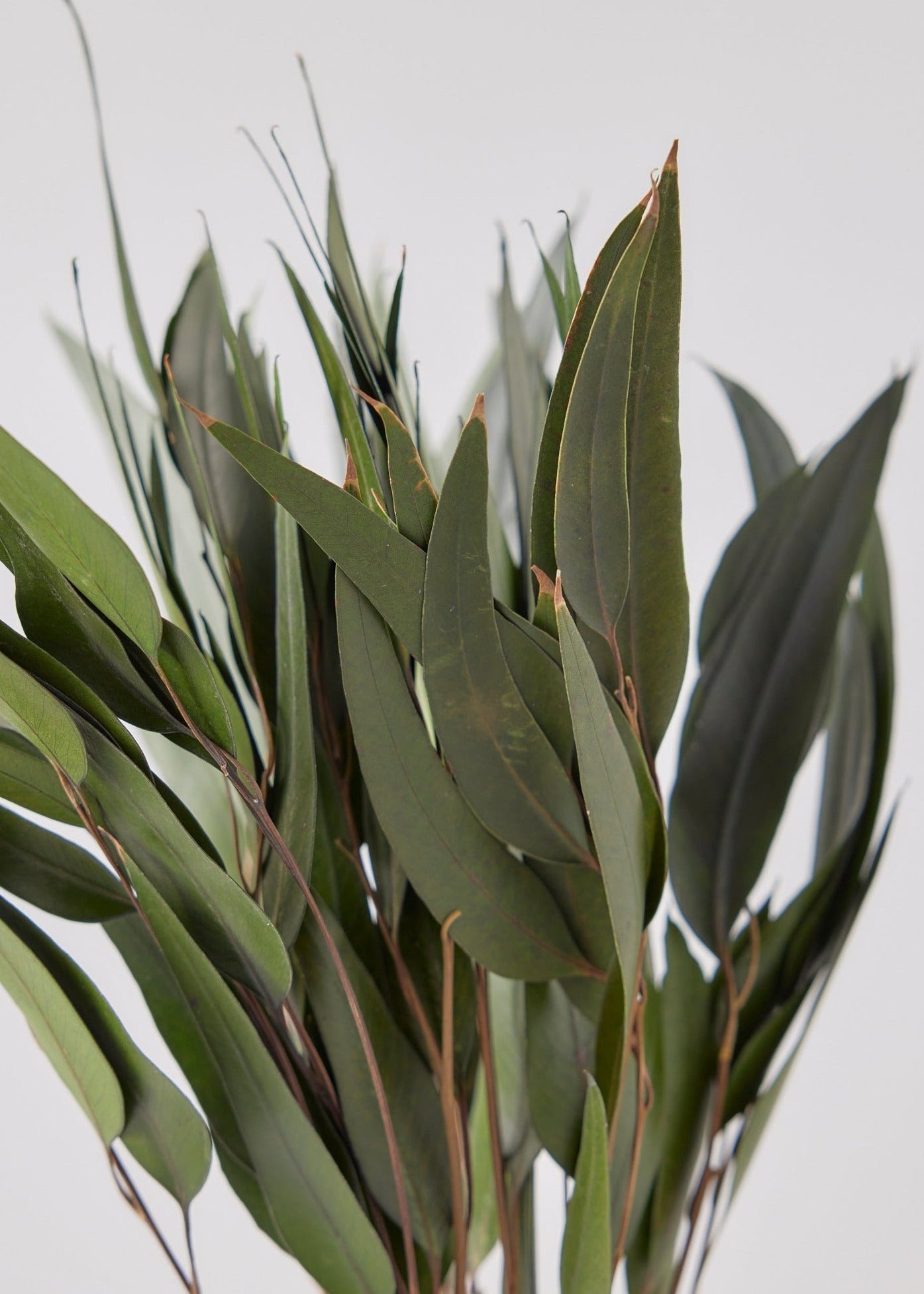 Preserved Leaves Dark Green Weeping Eucalyptus