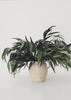 Preserved Weeping Eucalyptus Branches in Pitcher Vase