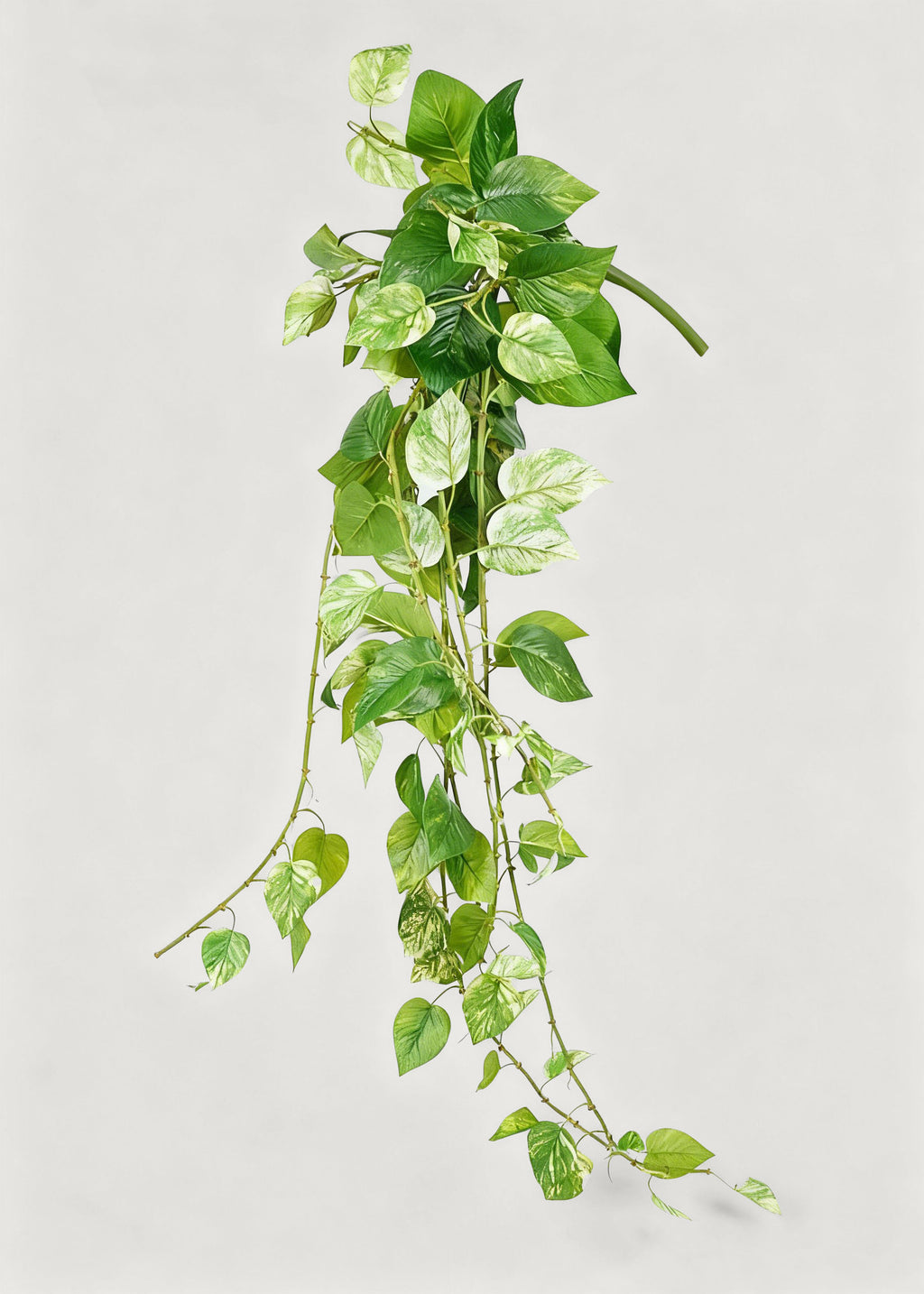 Variegated Natural Touch Green Fake Pothos Plant at Afloral