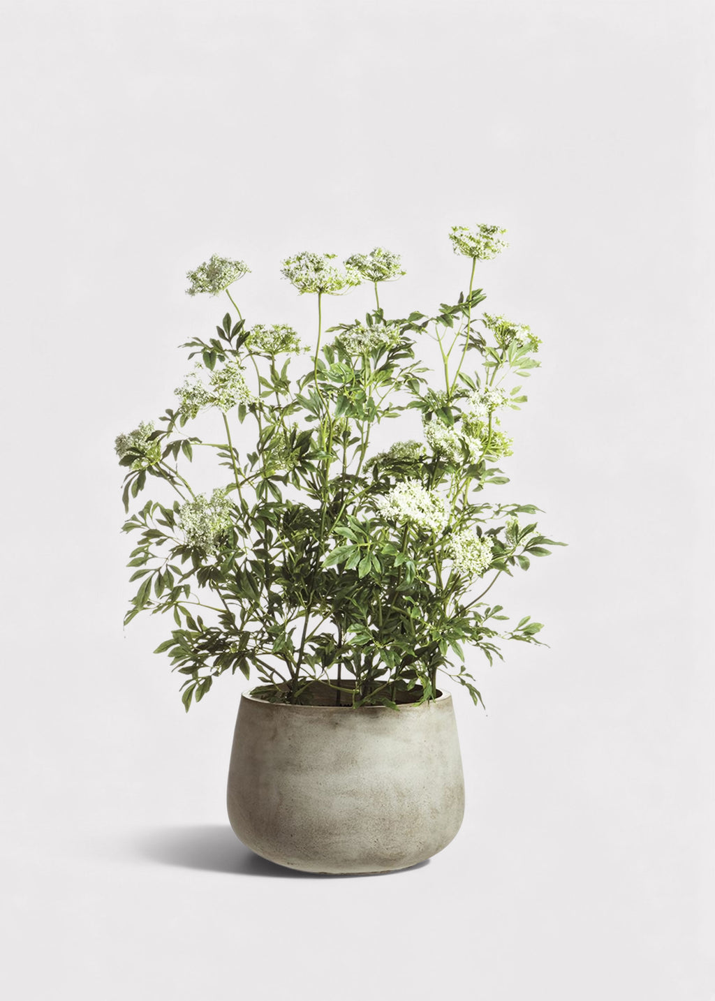 Faux Blooming Queen Anne's Lace Potted Arrangement