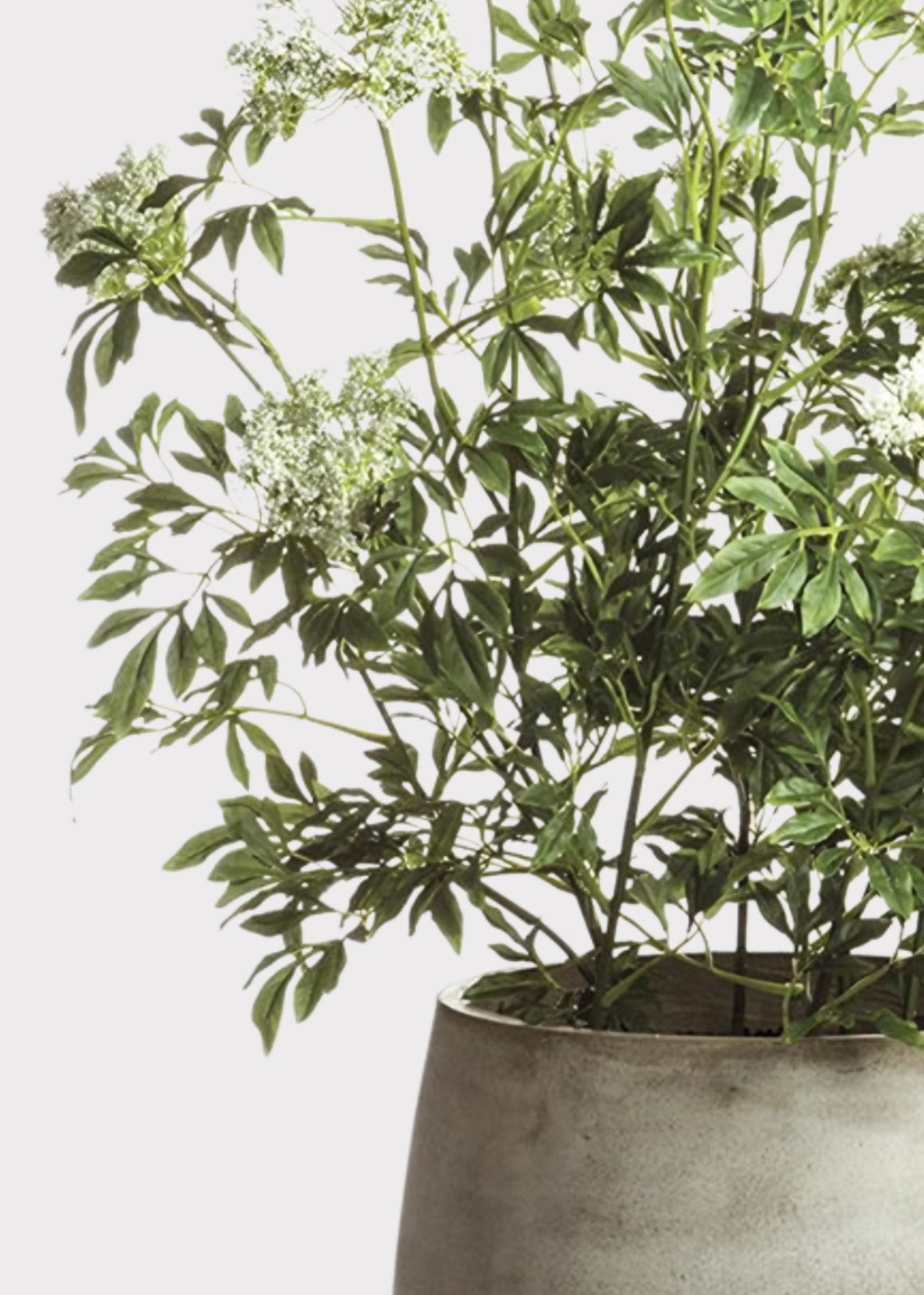 Close-up of Faux Blooming Queen Anne's Lace Potted Arrangement