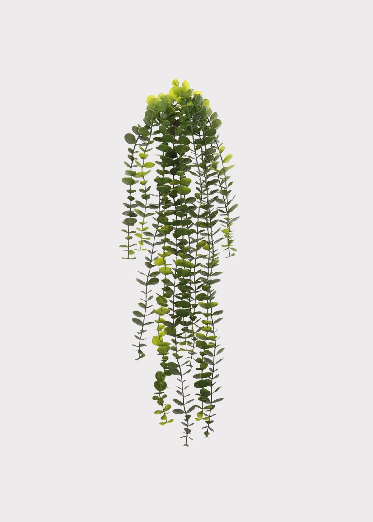 Hanging Eucalyptus Bush