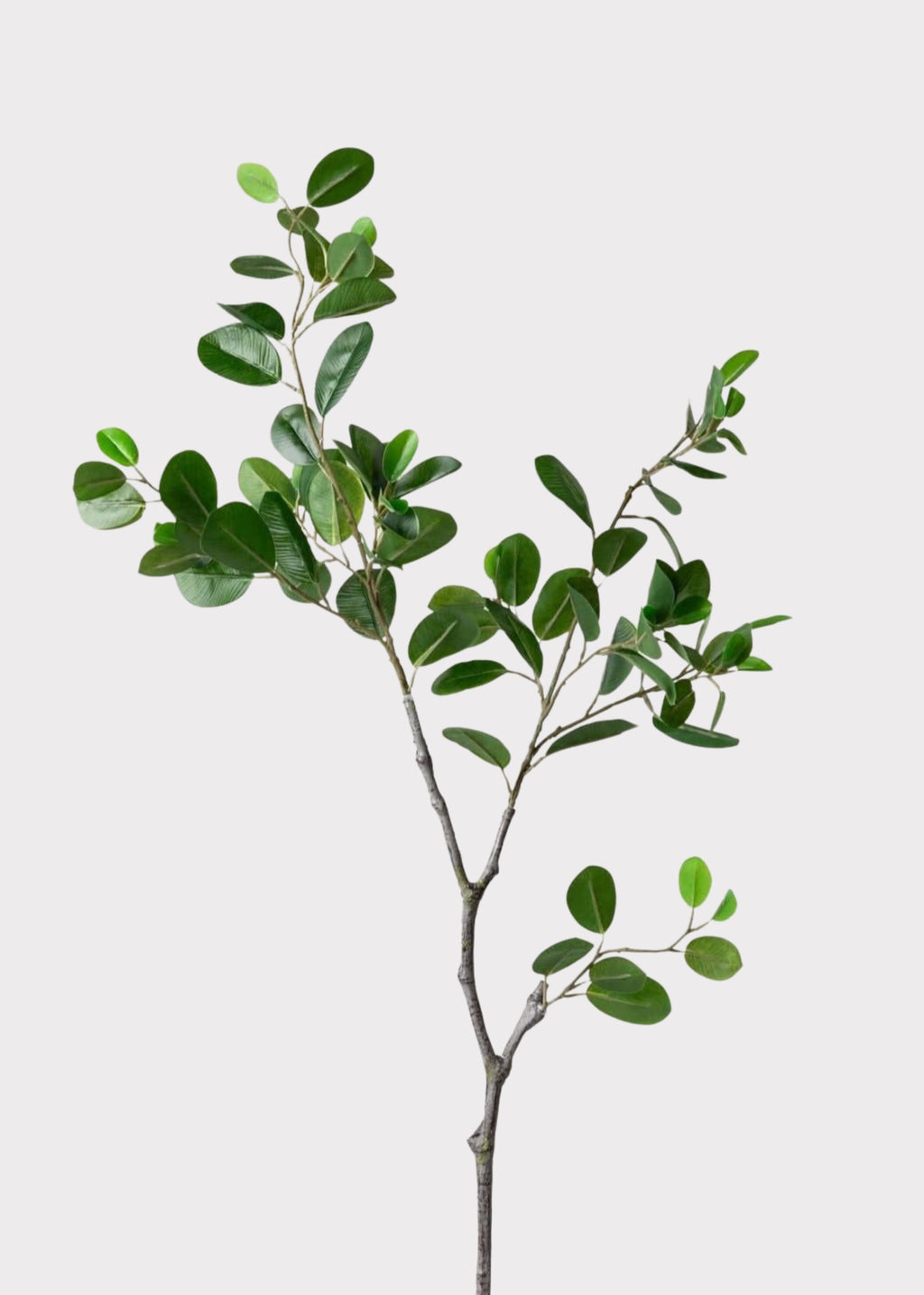 Ficus Branch