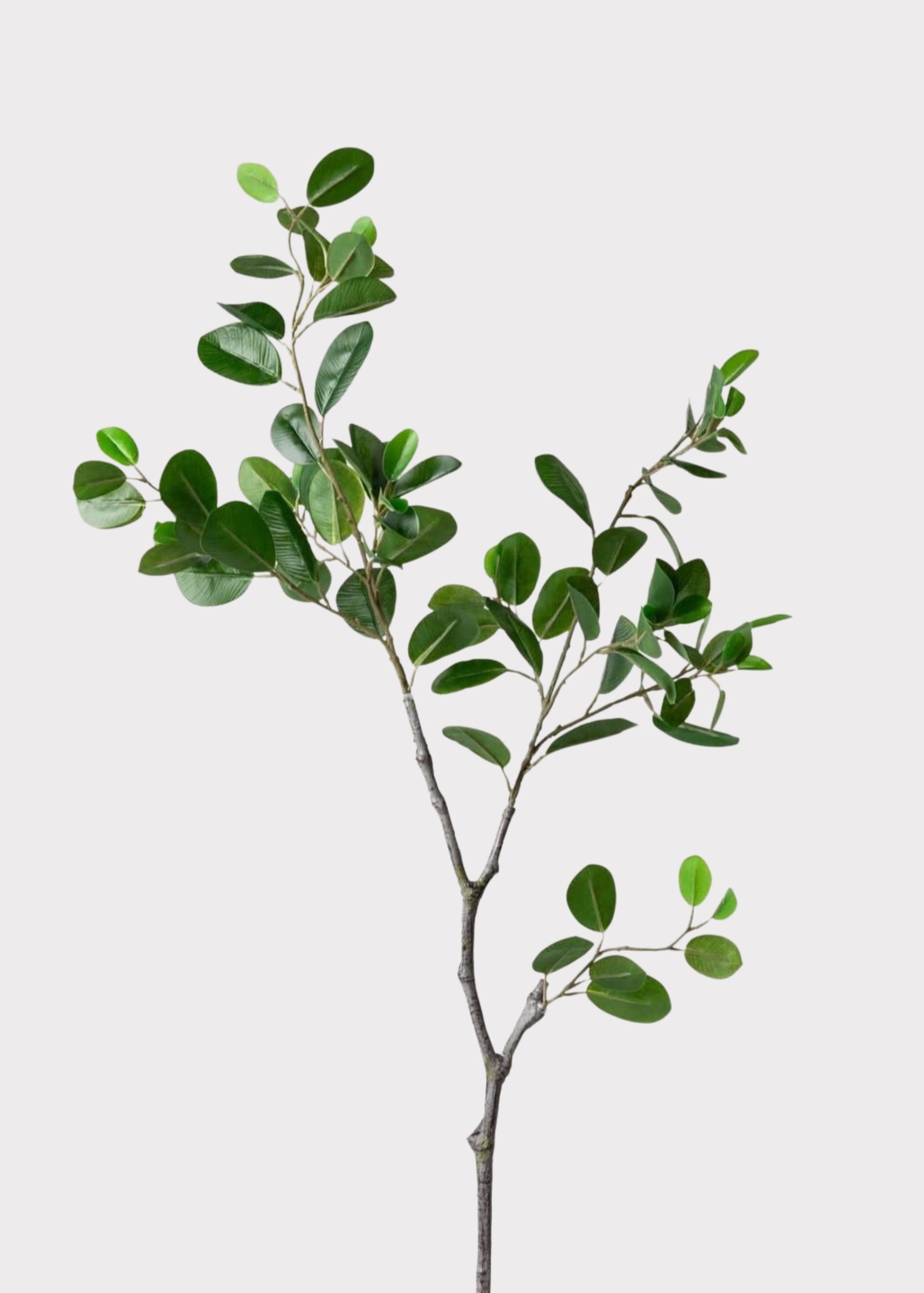 Ficus Branch
