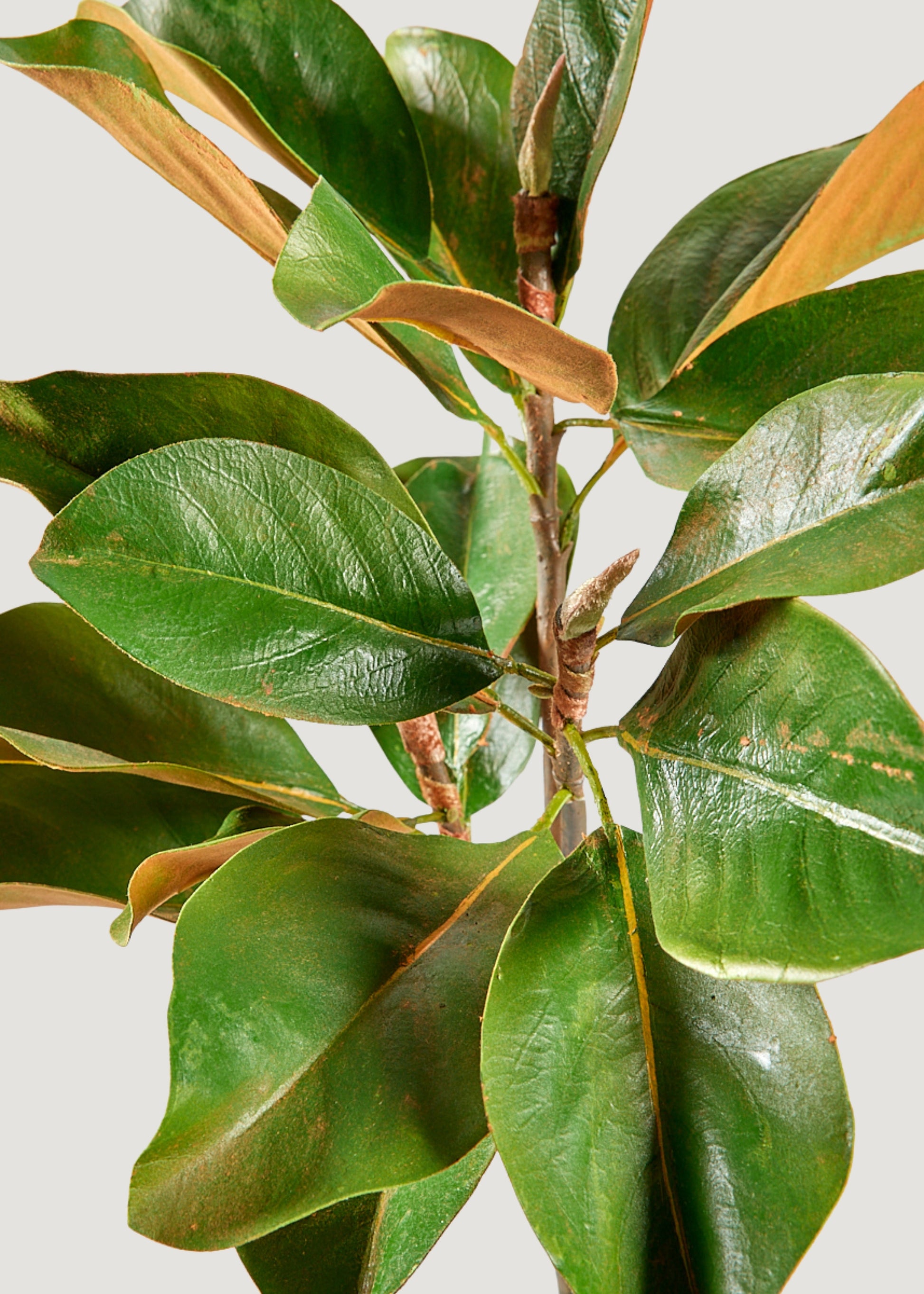 Afloral Faux Green Leaves Magnolia Branch Closeup