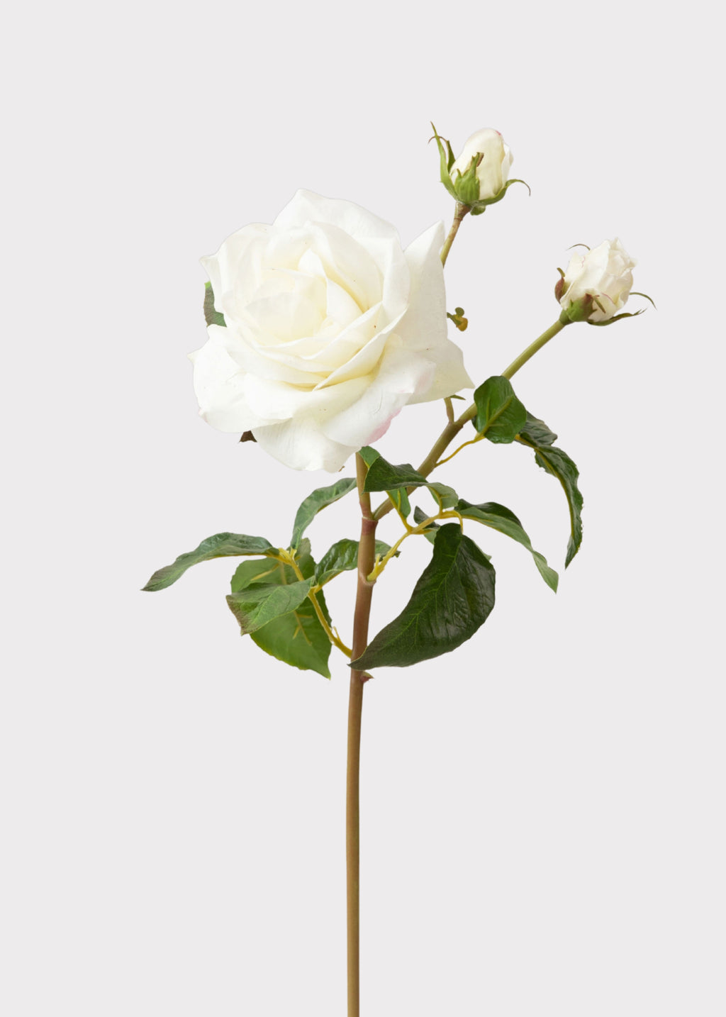 Faux Juliet English Rose in Cream White
