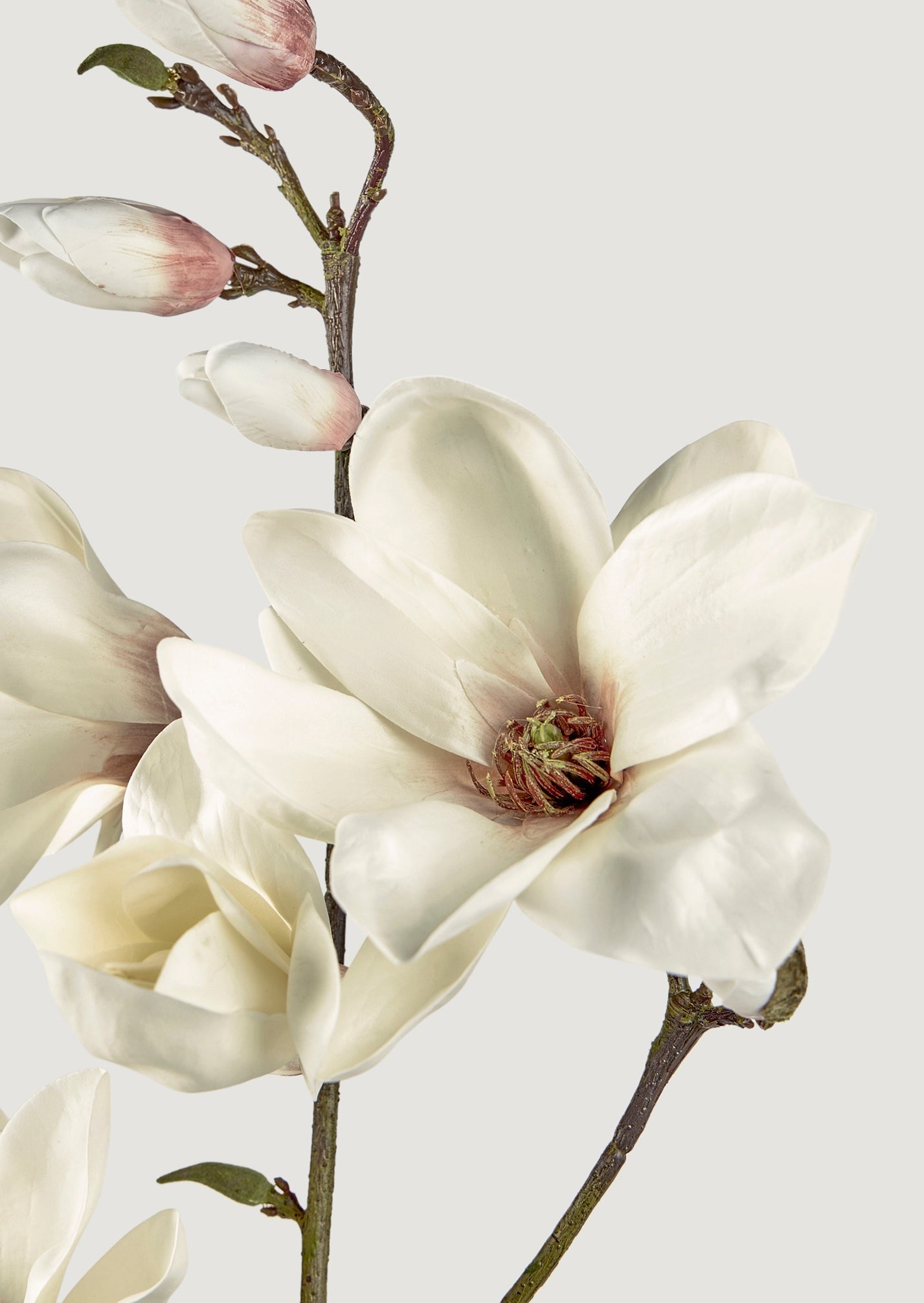 Closeup of Cream and Mauve Taupe Artificial Blooming Magnolias at Afloral