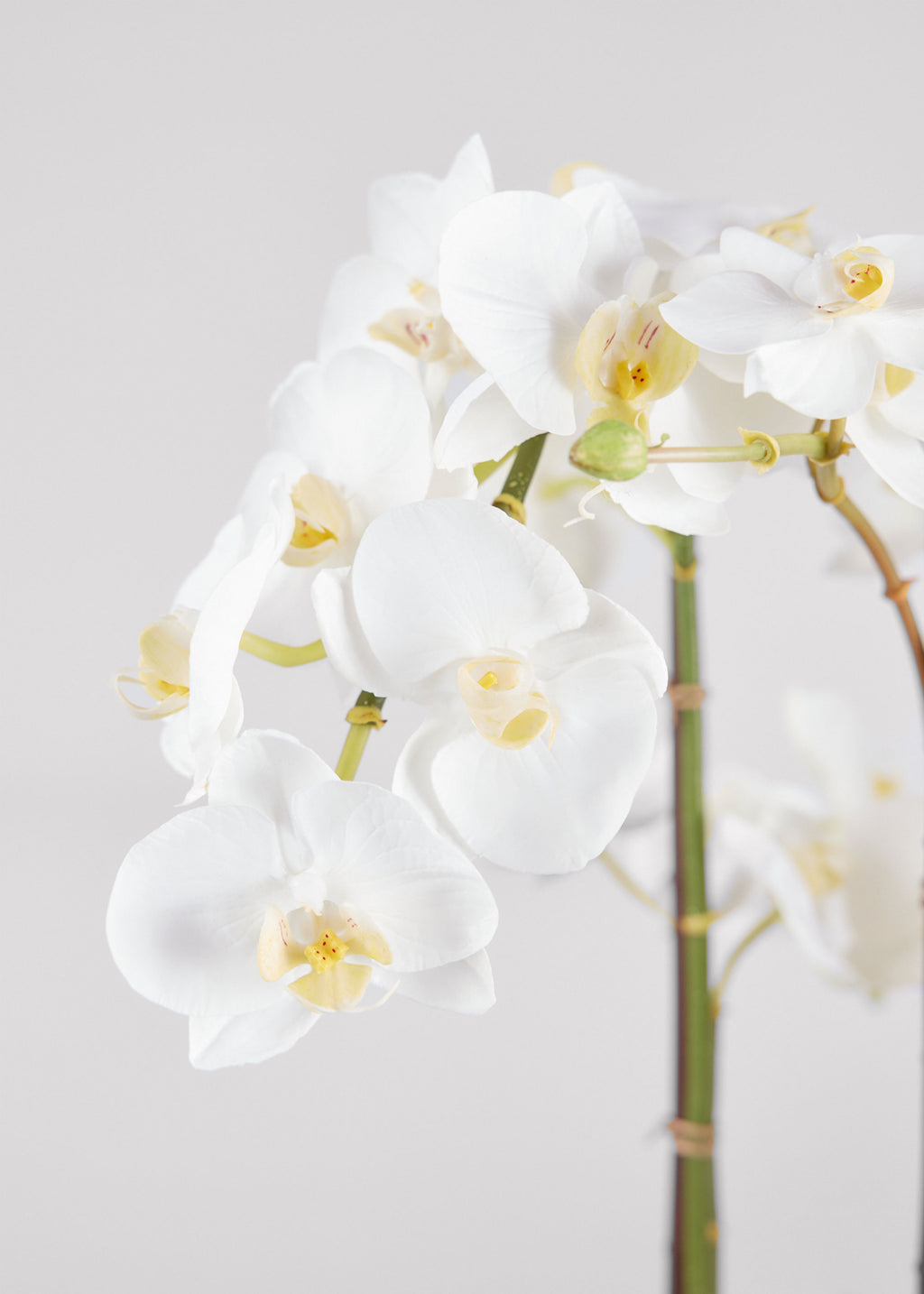 Afloral Close Up of White Faux Phalaenopsis Orchids in Potted Flower Arrangement