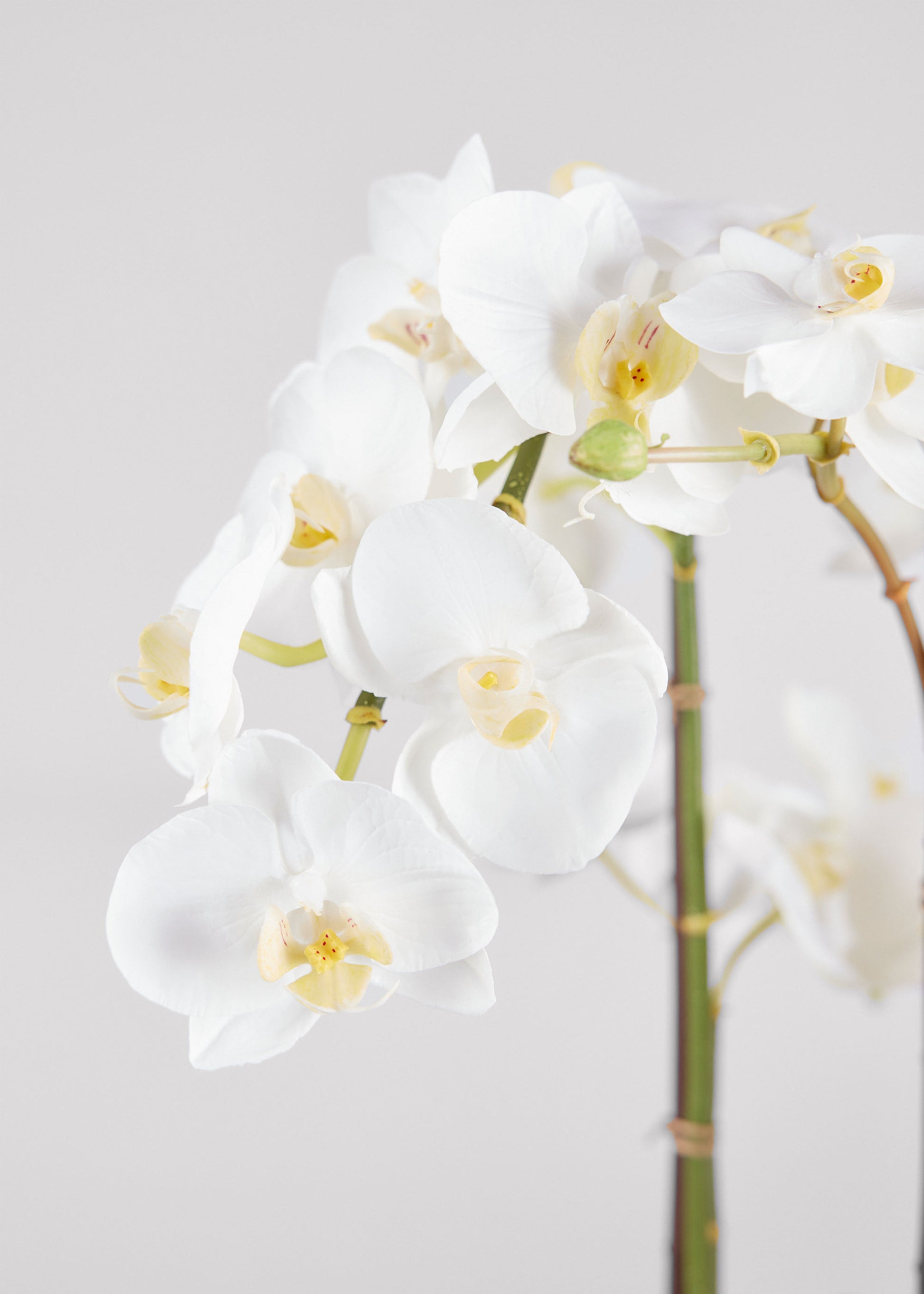 Afloral Close Up of White Faux Phalaenopsis Orchids in Potted Flower Arrangement