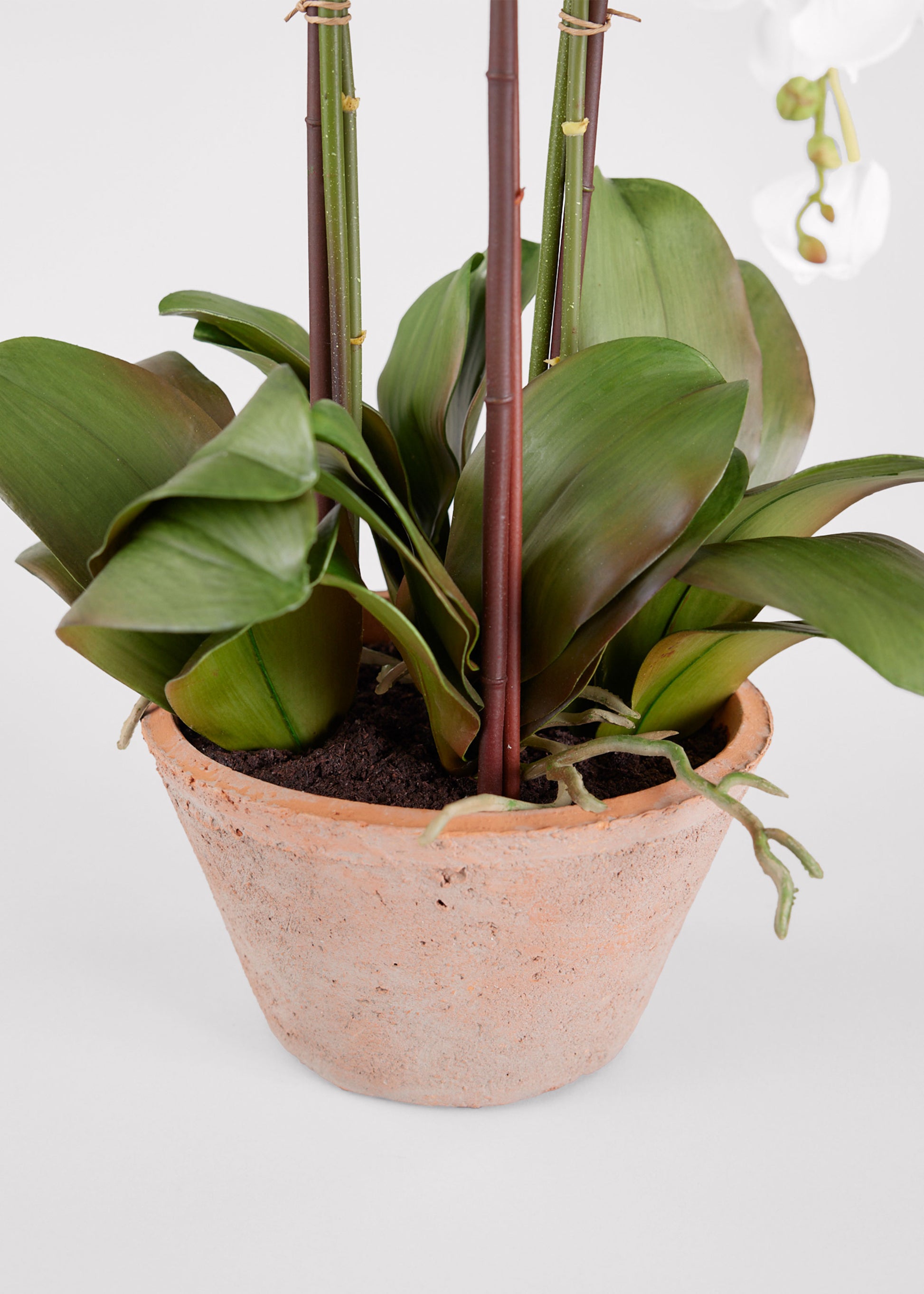 Pot and Soil of Faux Orchid Plant in Closeup View