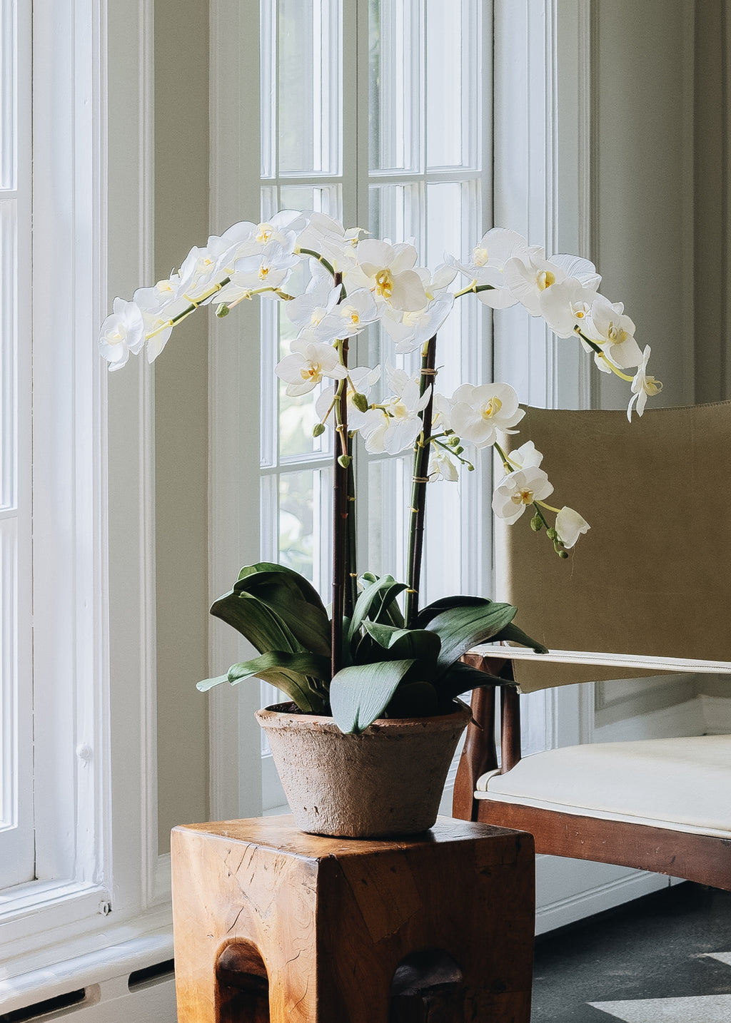 White orchid in a pot on a wooden stool by a window