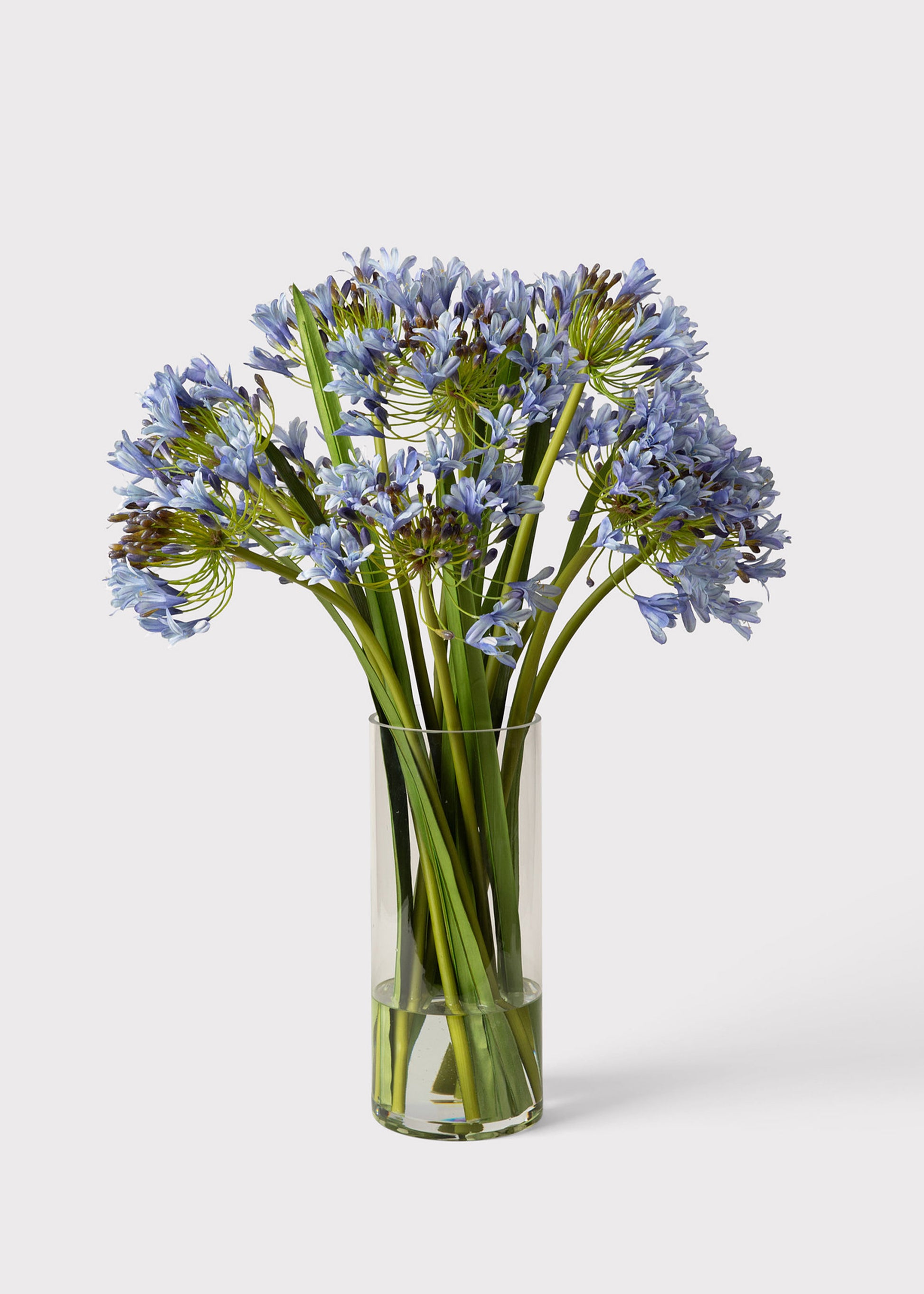 blue lily flower for sale Agapanthus in Glass Vase