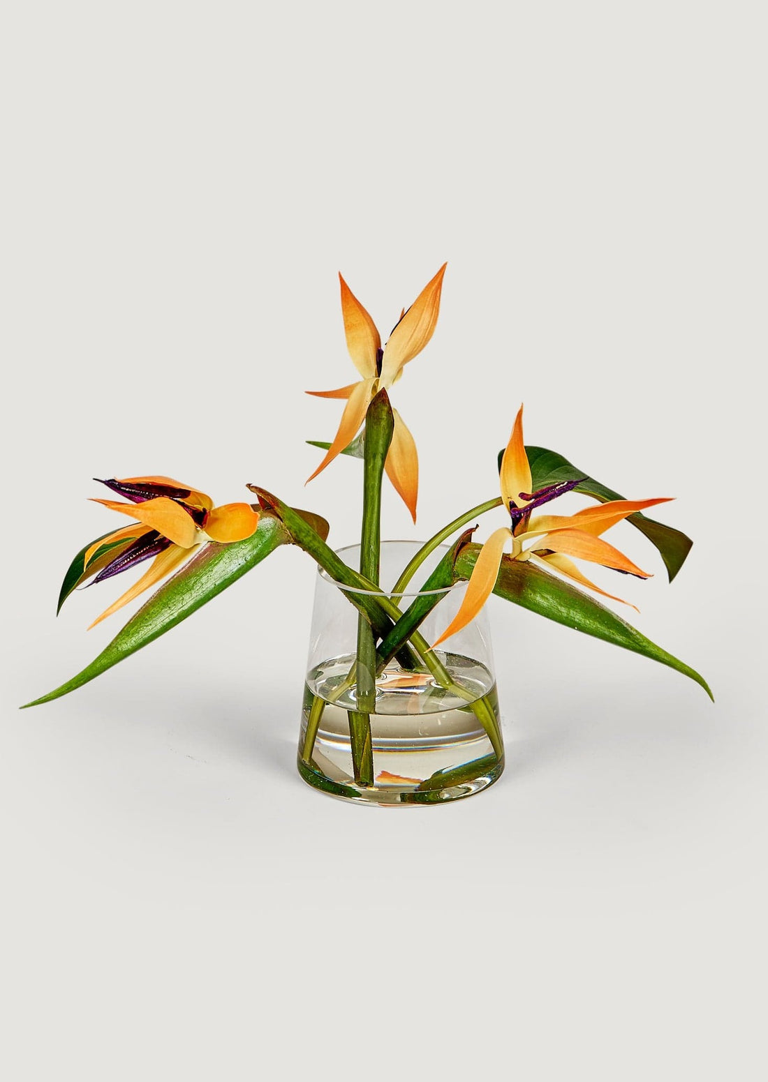 Afloral Faux Arrangements Bird of Paradise Flowers in Glass Vase