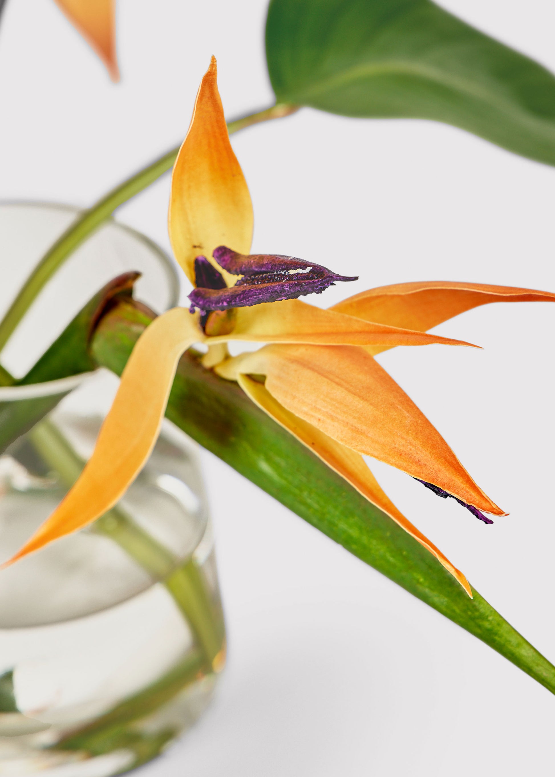 Orange Faux Tropical Bird of Paradise Flowers in Glass Vase Arrangement at Afloral
