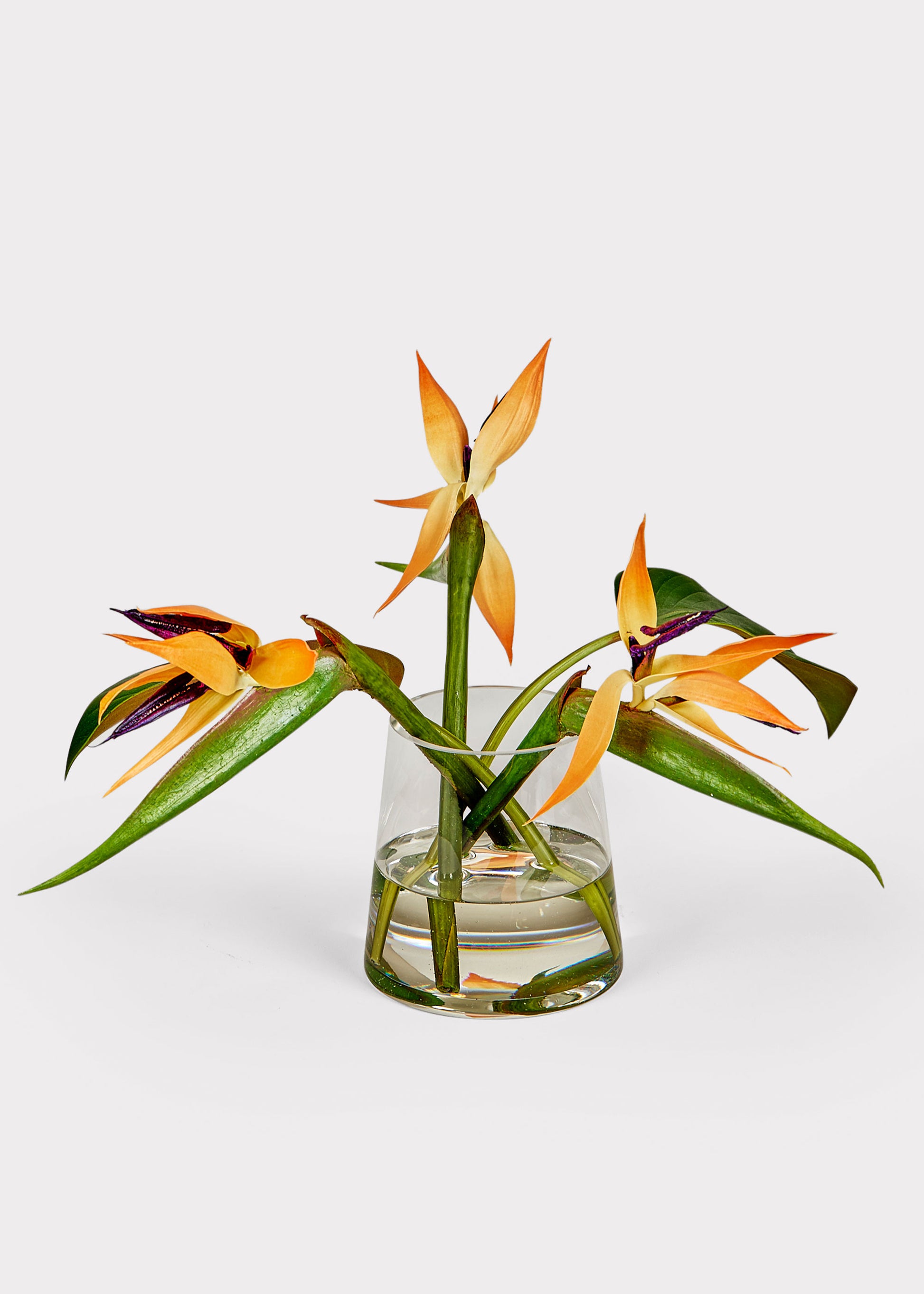 Afloral Faux Arrangements Bird of Paradise Flowers in Glass Vase