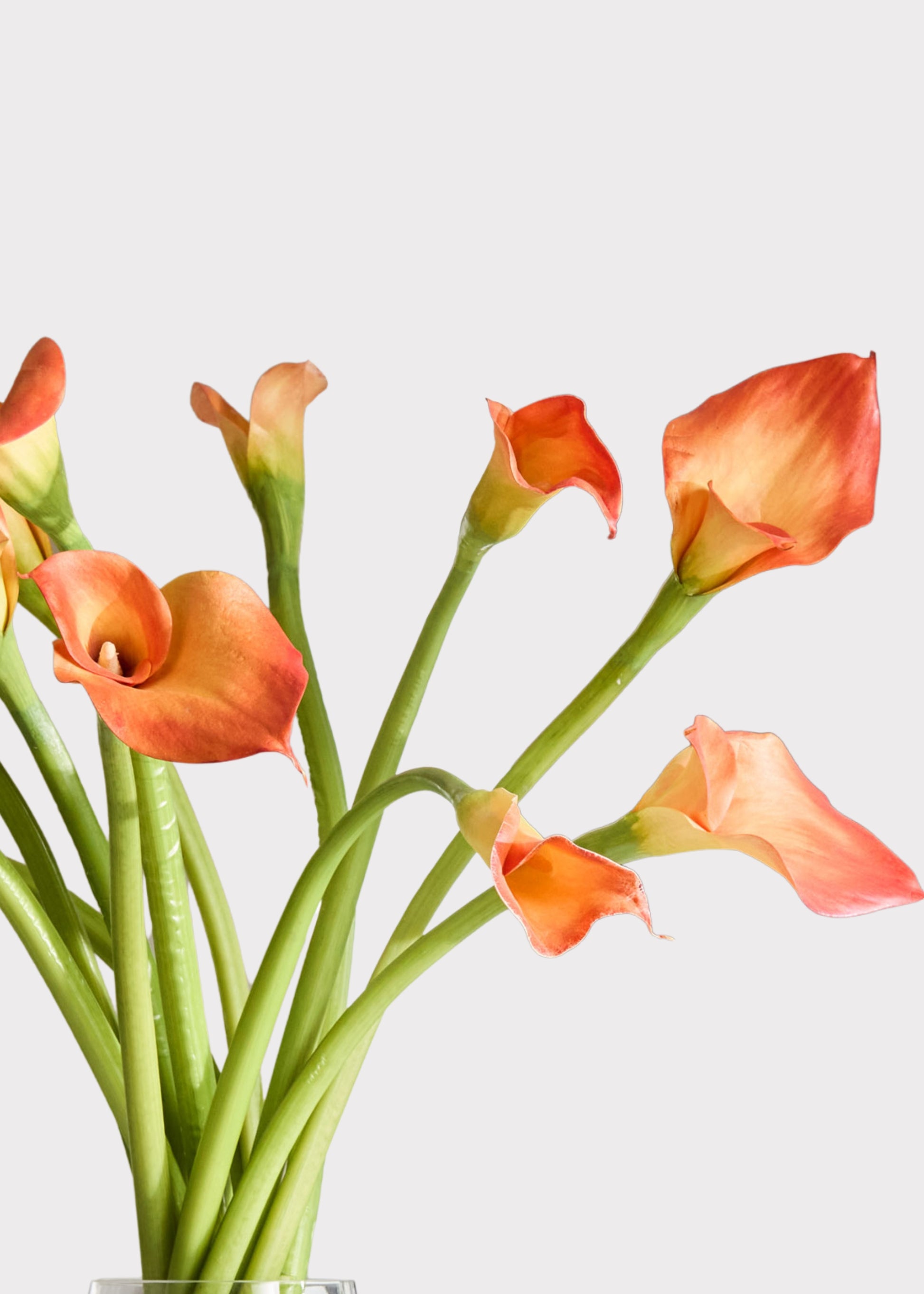 orange calla lily flower Calla Lily In Glass