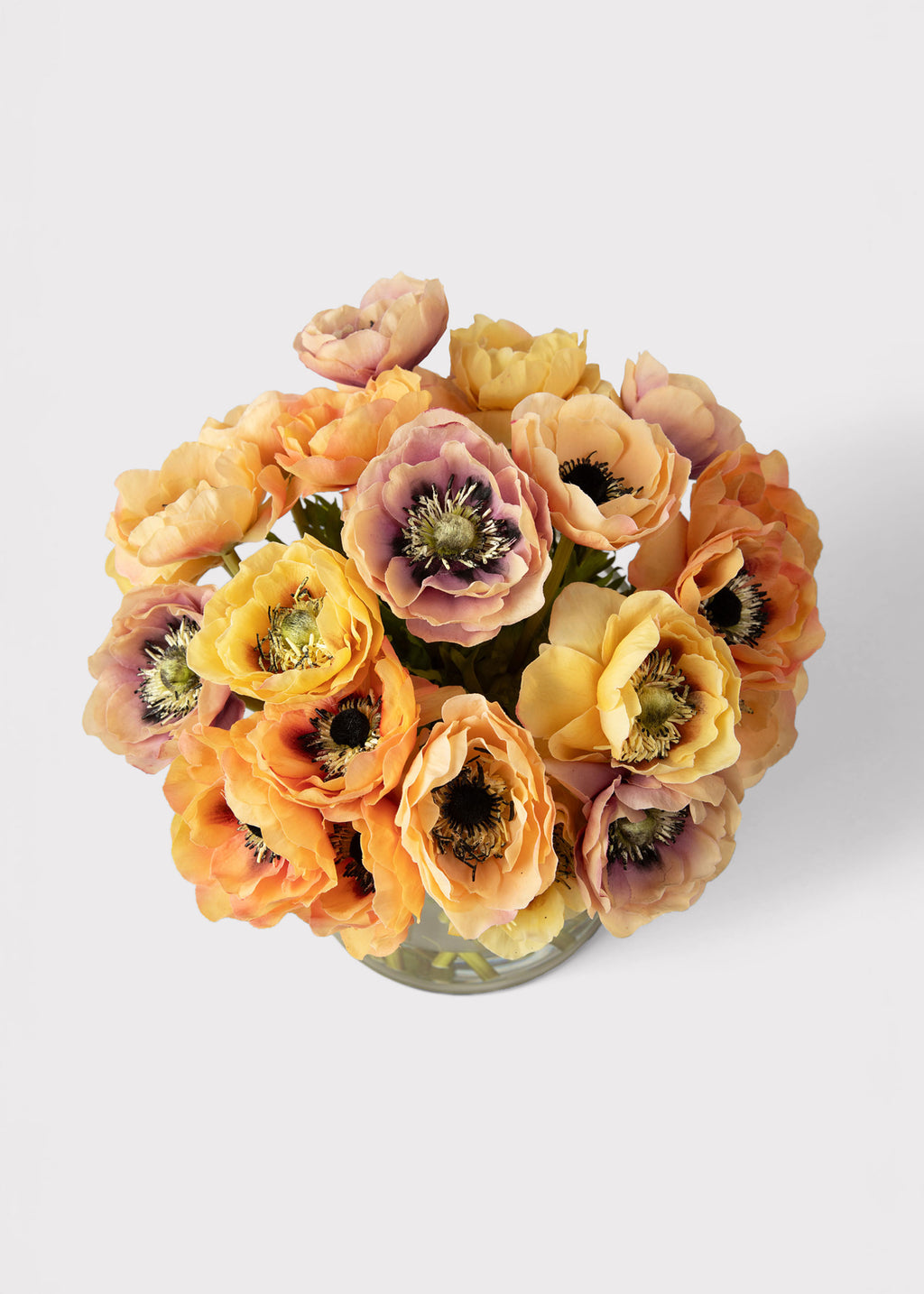 Natural Touch Anemone Flower Closeup