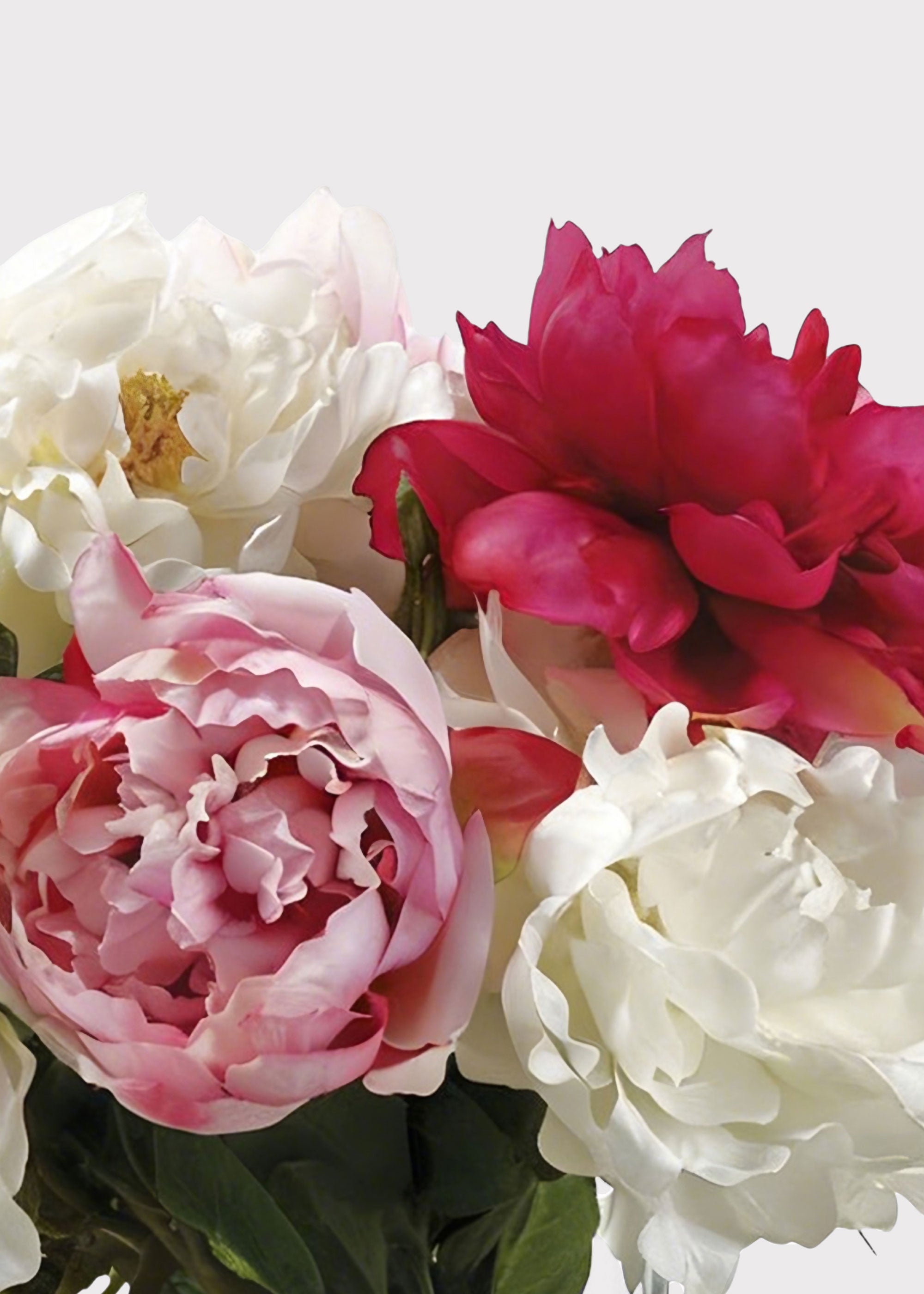 Close-up of pink and white peonies