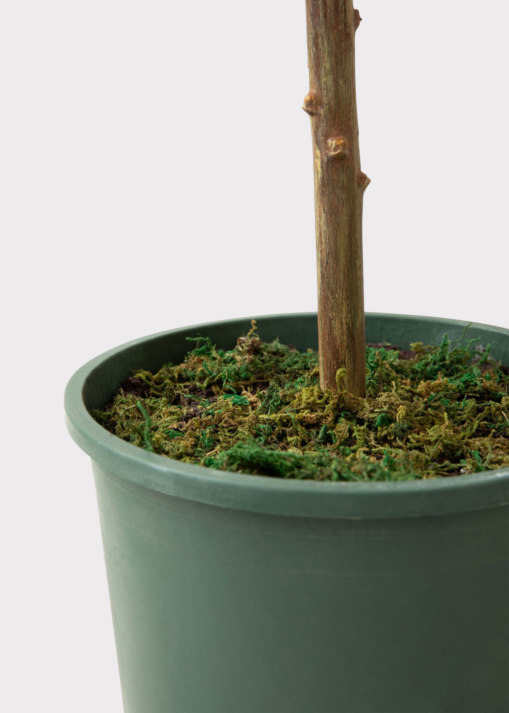 Fake Poinsettia Plant in Pot with Moss