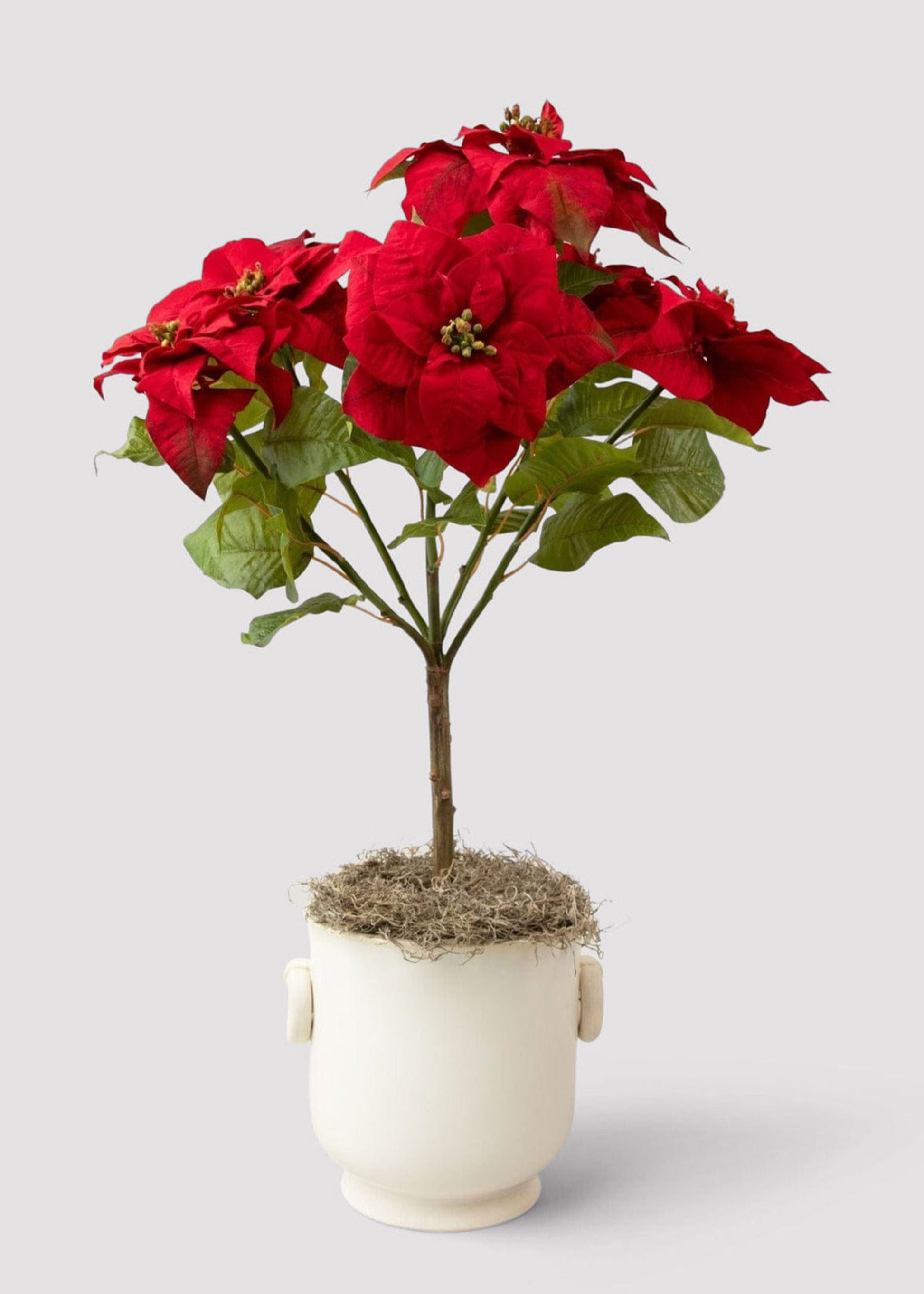 plastic poinsettia plants Poinsettia TREE IN POT